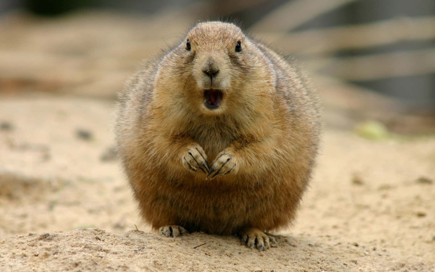 Surprised Groundhog Expression.jpg Background