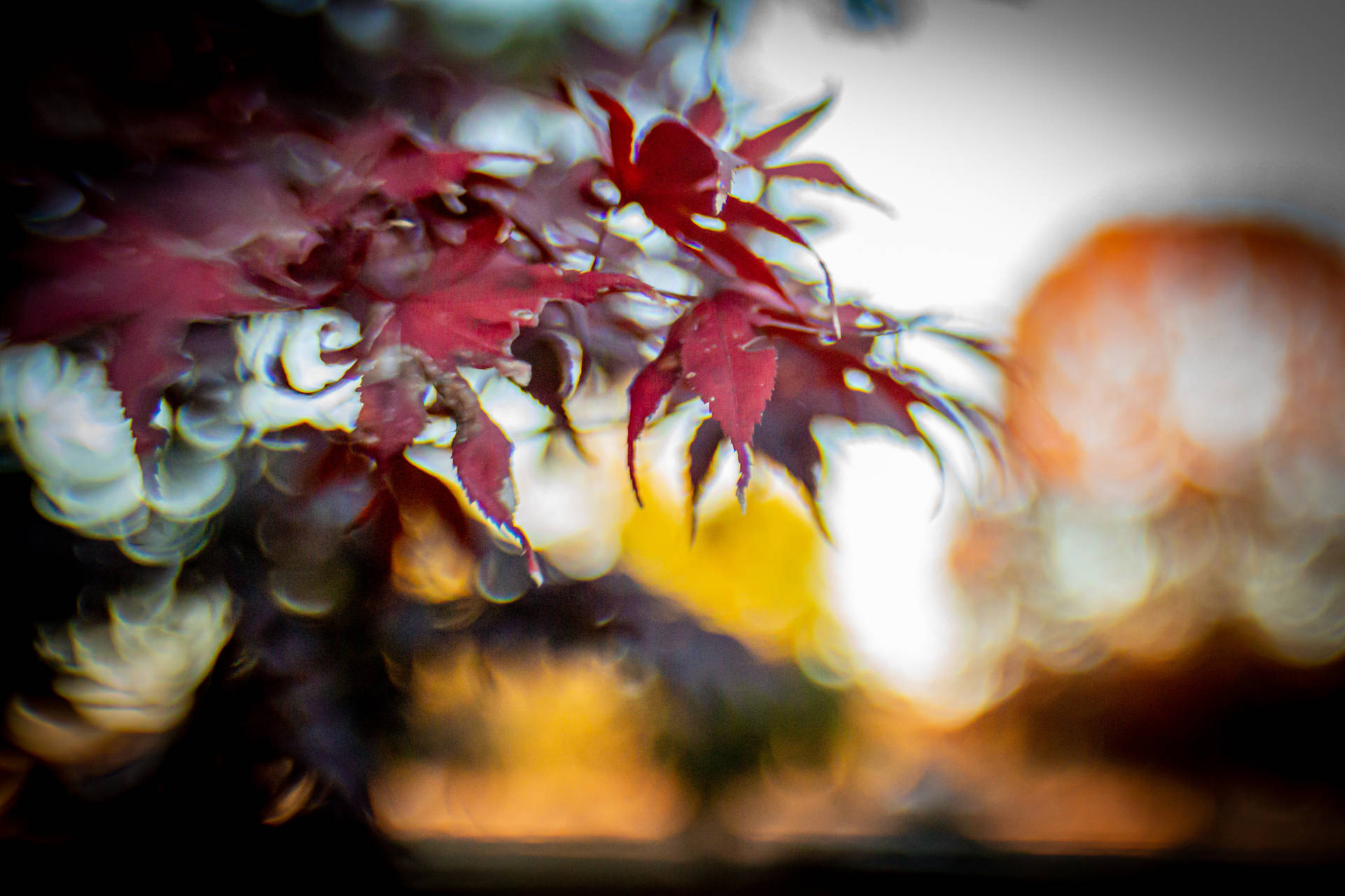 Surreal Red Maple Fall Desktop Background