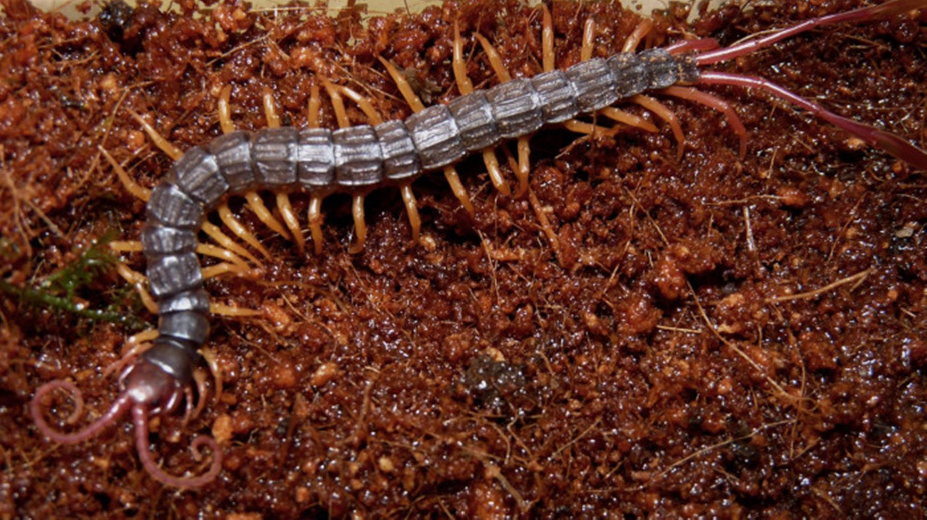 Surreal View Of A Centipede Crawling On Brown Earth Background