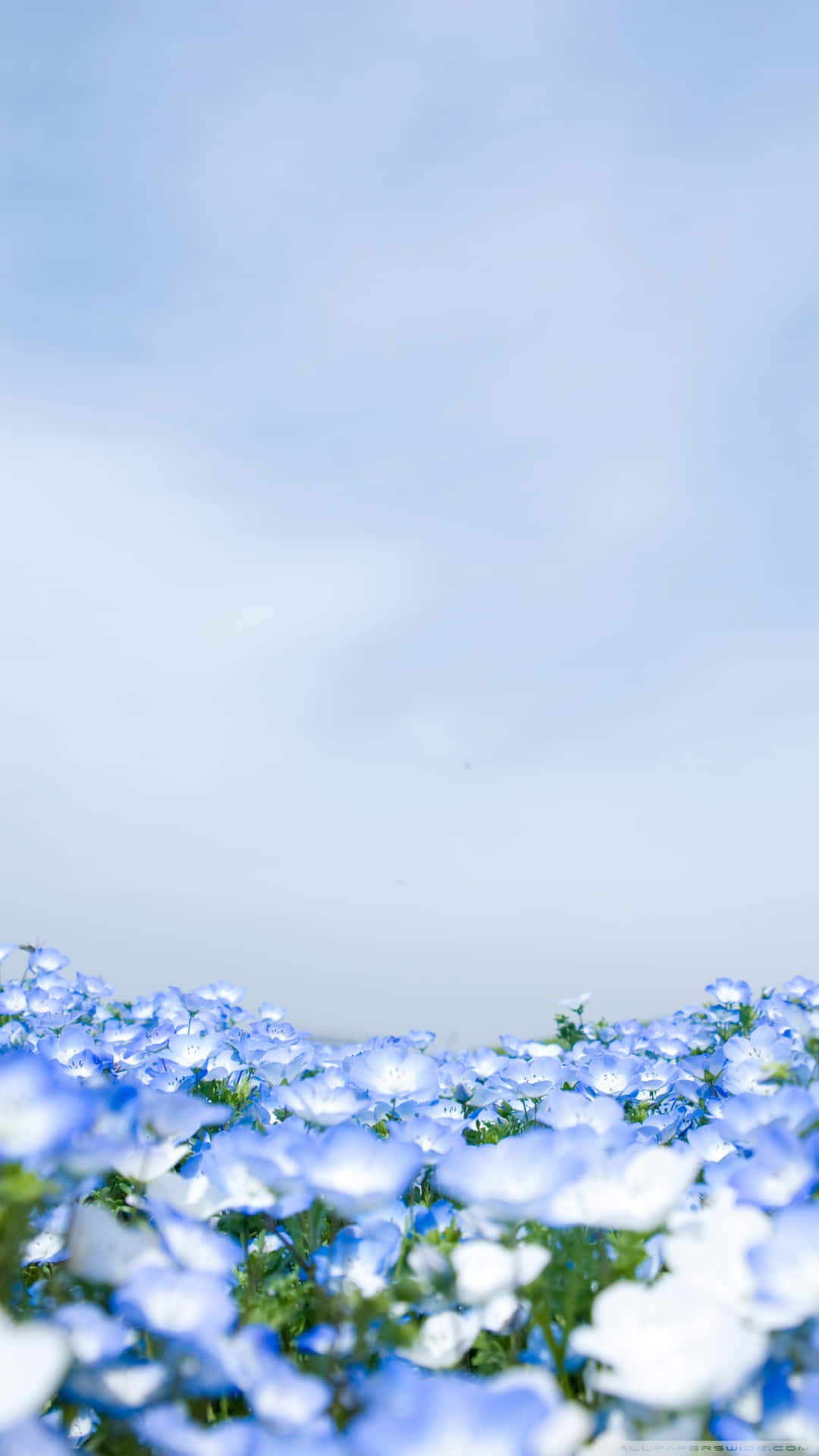 Surround Yourself In Beauty With Our Range Of Blue Flowers. Background