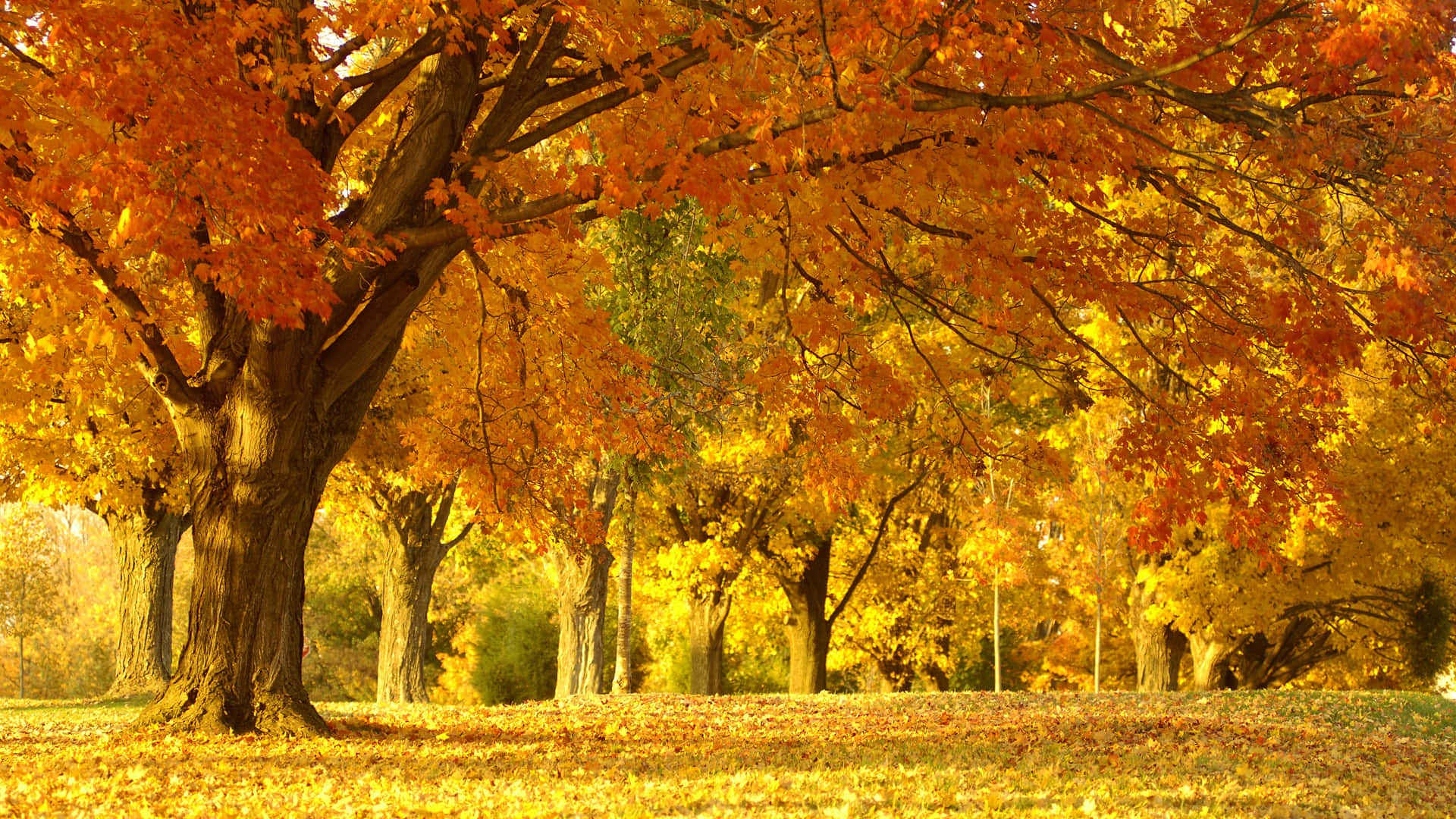 Surround Yourself With Autumn Beauty. Background