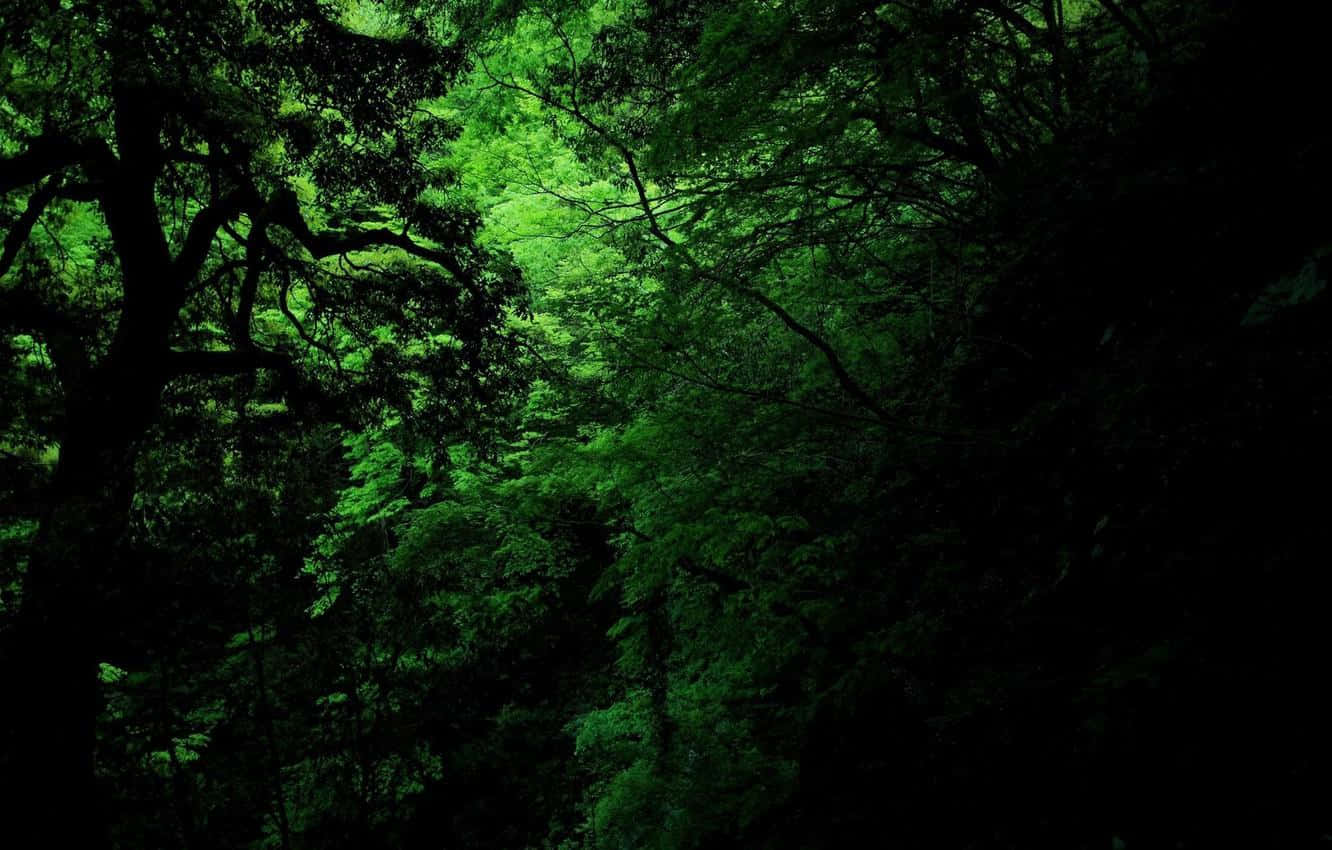 Surround Yourself With The Peace And Tranquillity Of Dark Green Forest. Background