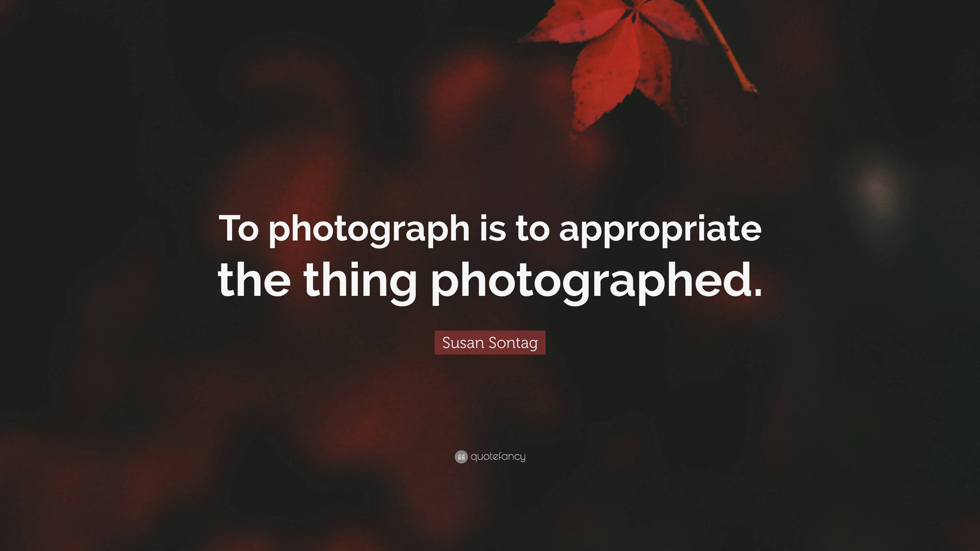 Susan Sontag Appropriate Photography Background