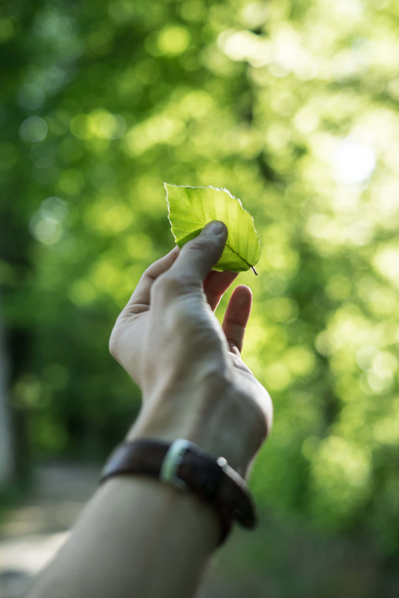 Sustainability Held Leaf Background