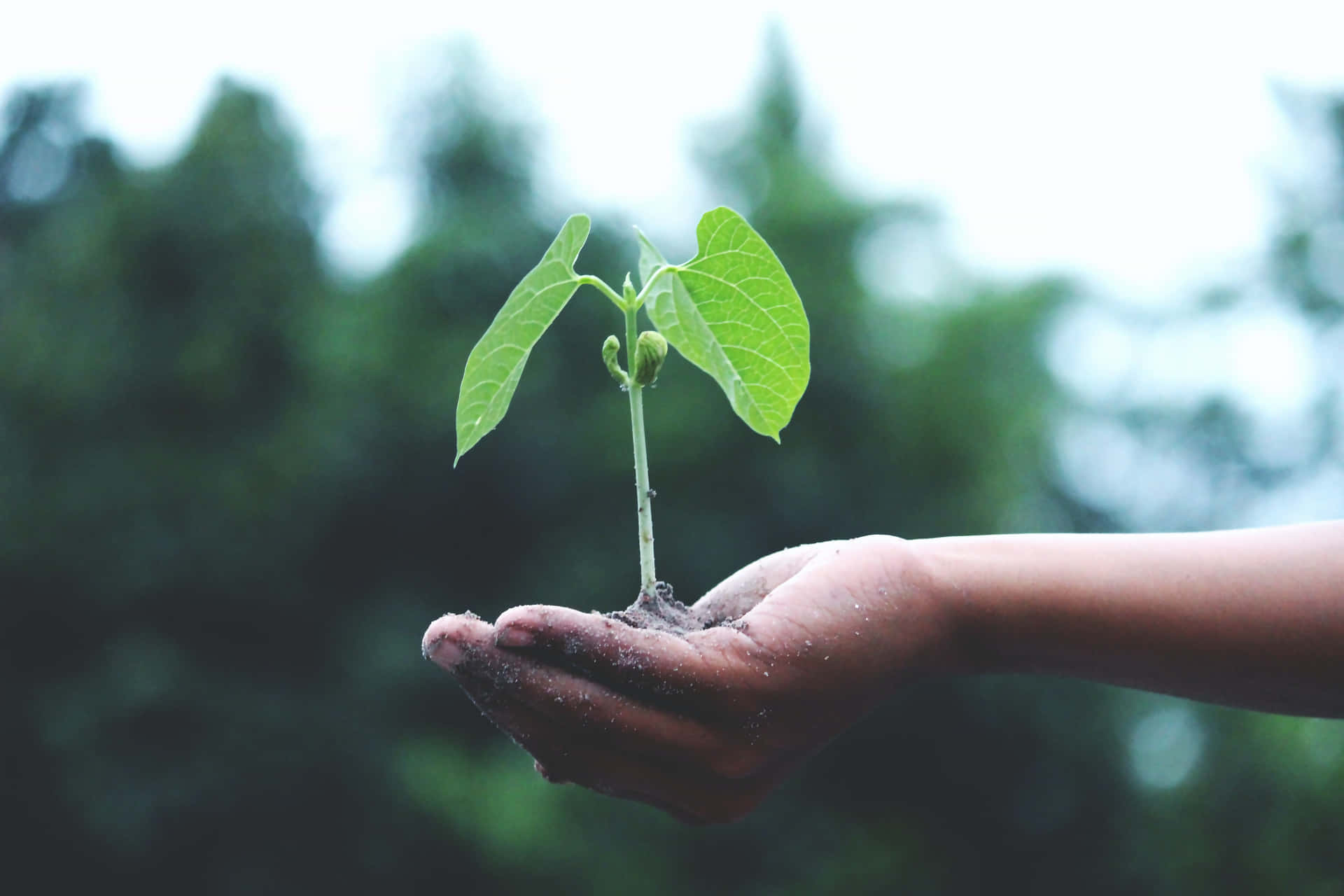 Sustainability Palm Plant