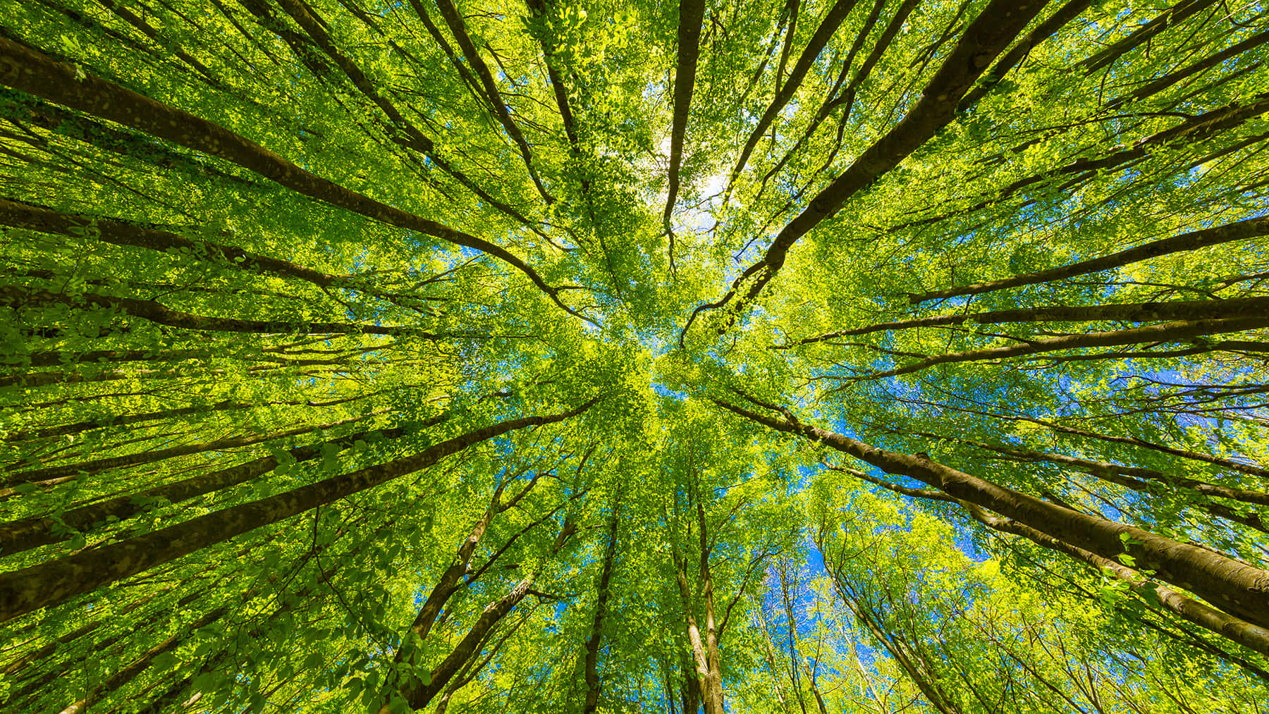 Sustainability Treetops Background