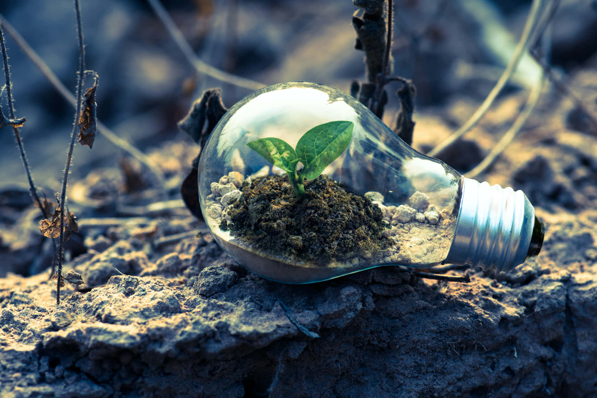 Sustainable Energy Concept: Plant Inside A Light Bulb Background