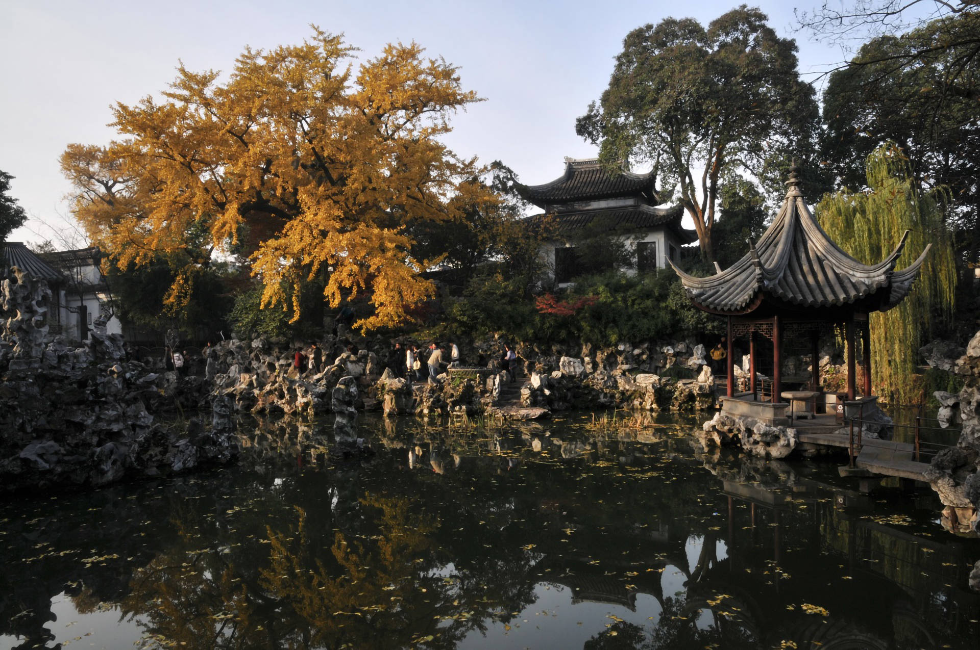 Suzhou Gingko Tree Background