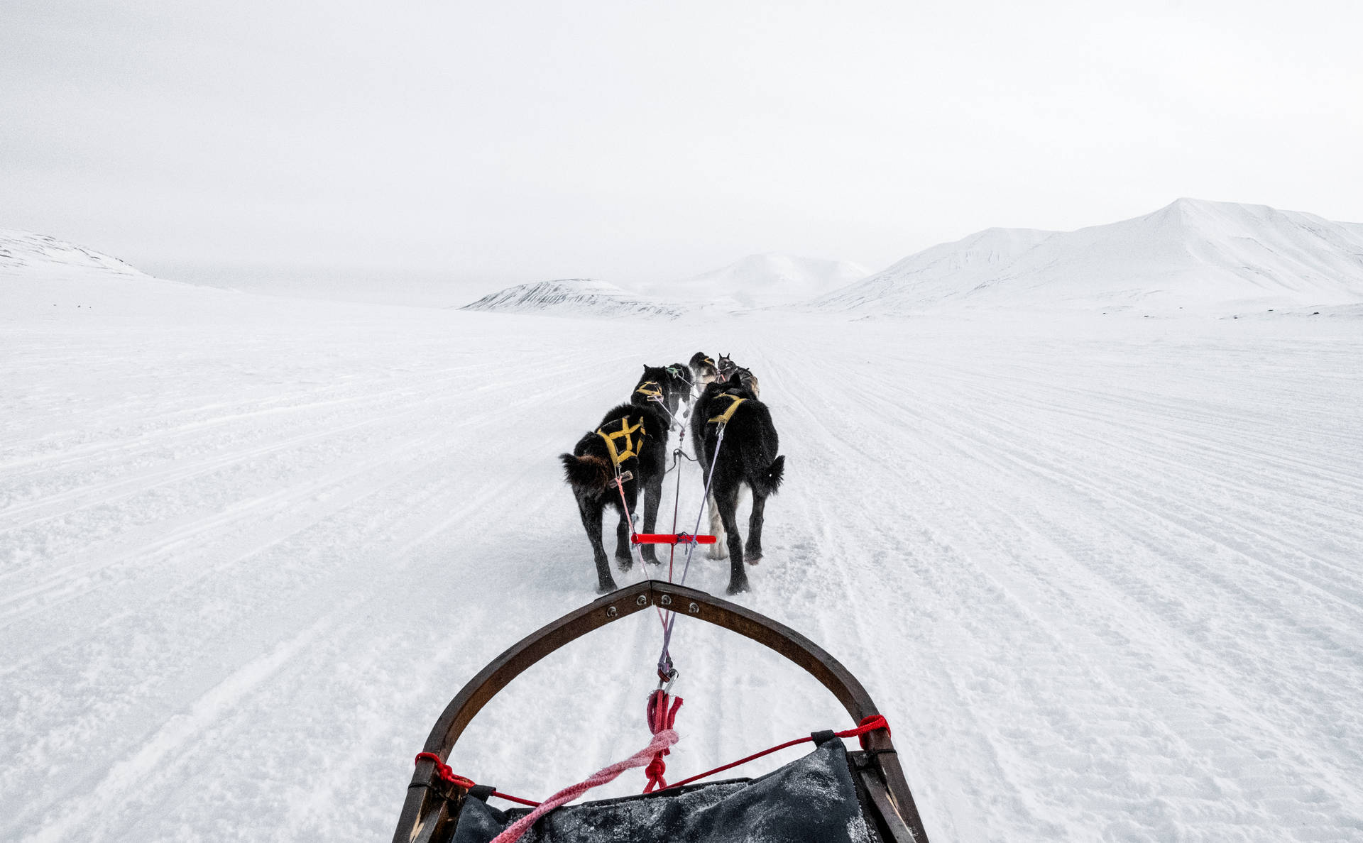 Svalbard Dog Sledding Background