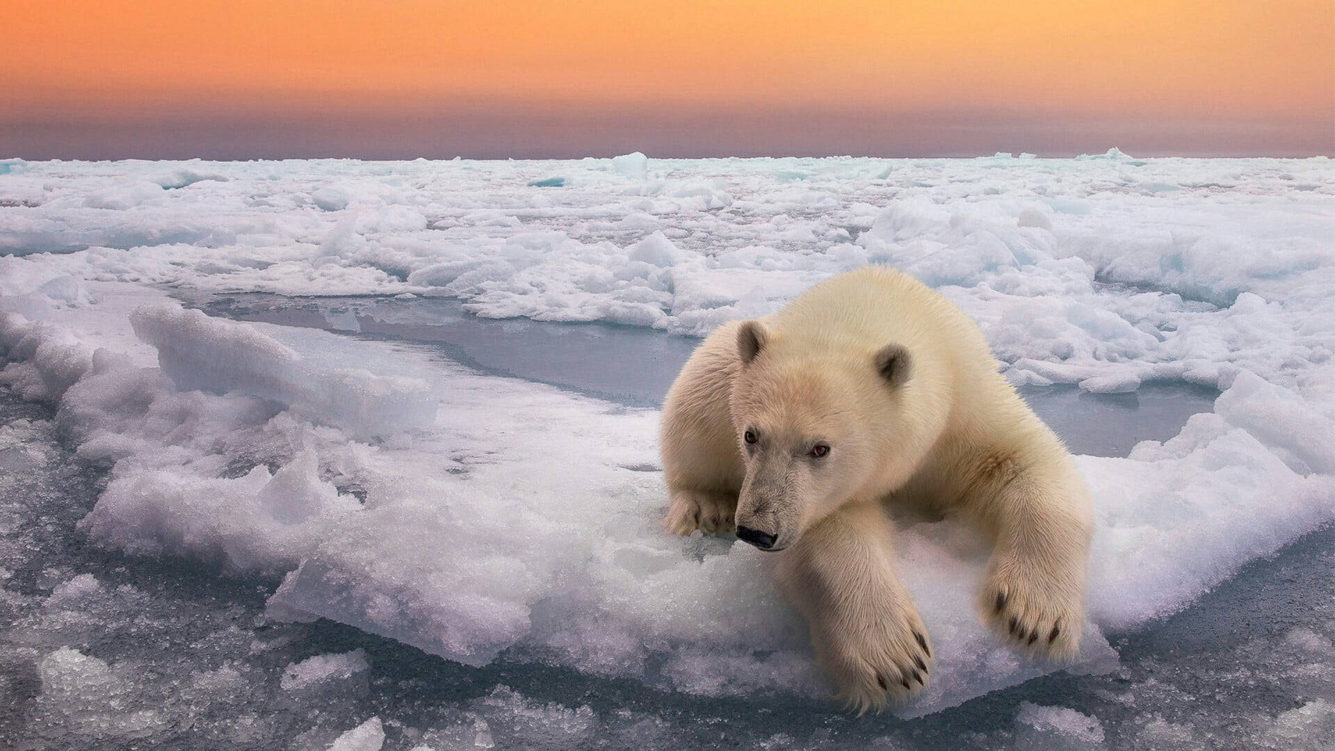 Svalbard Polar Bear Background