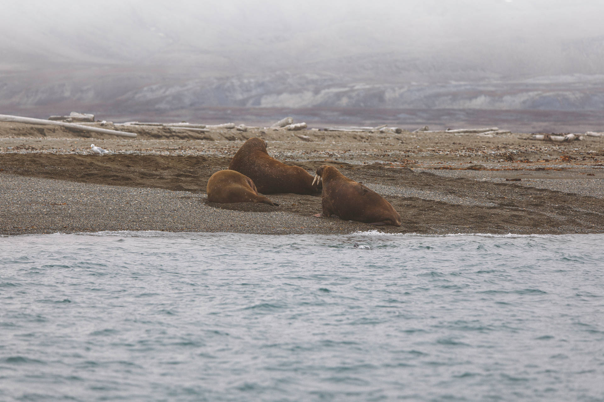 Svalbard Sea Lions Background