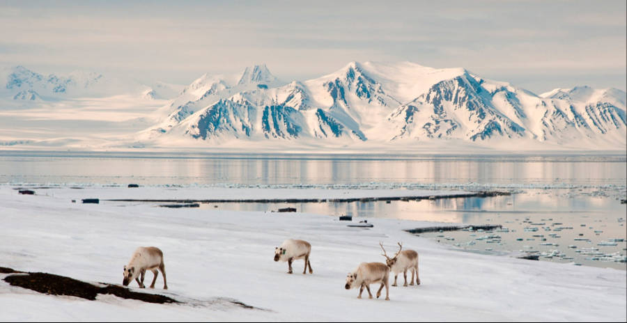 Svalbard Snow Deers Background