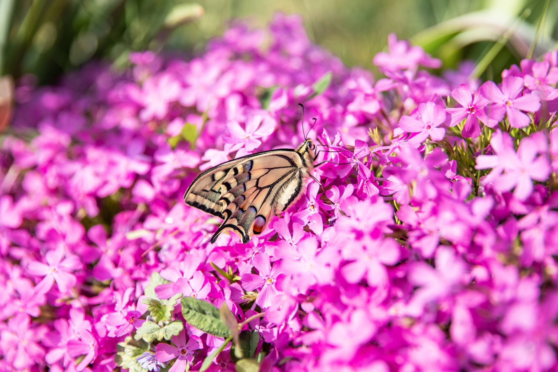 Swallowtail Butterfly On A Purple Flowers Background