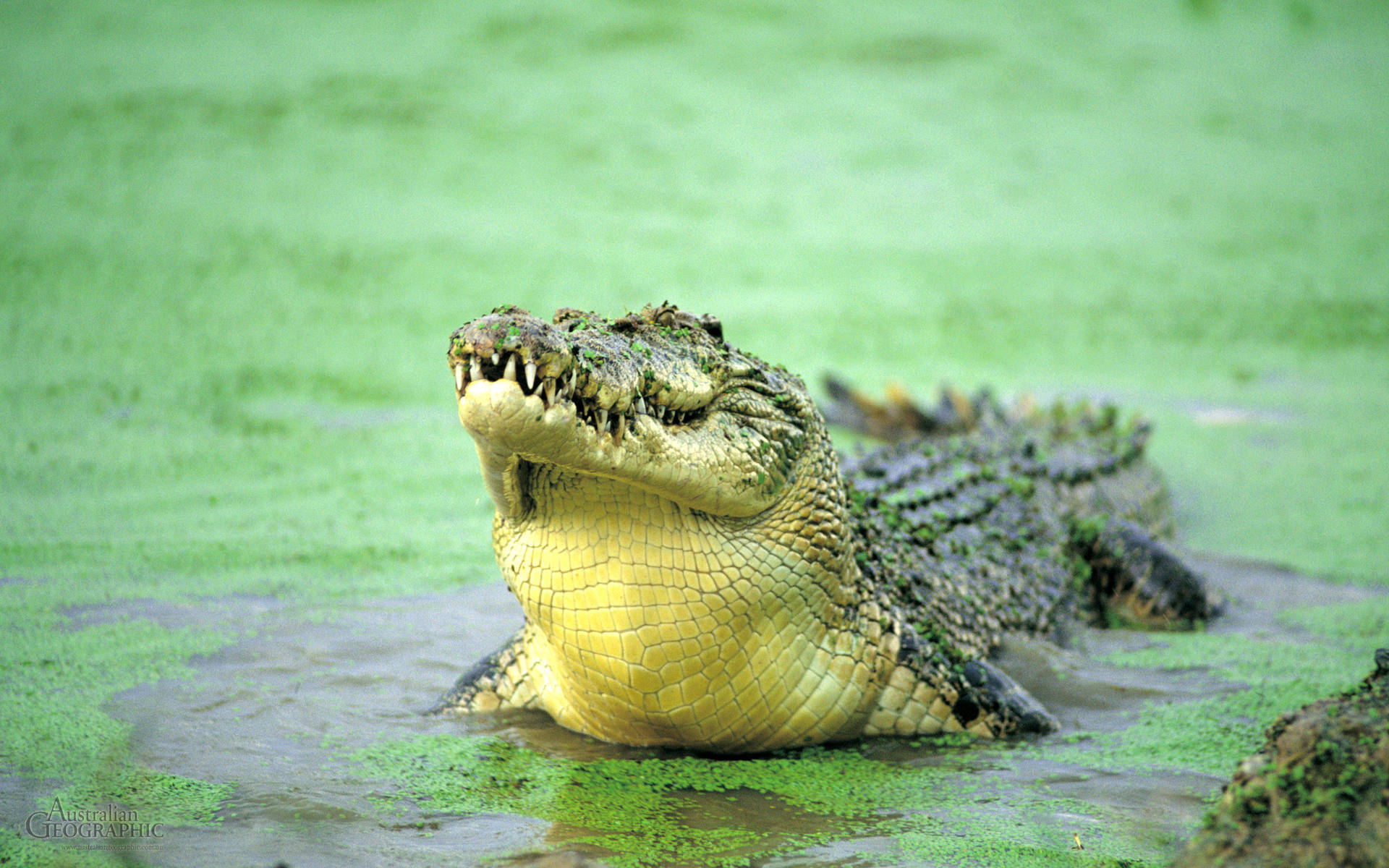 Swamp Alligator Background