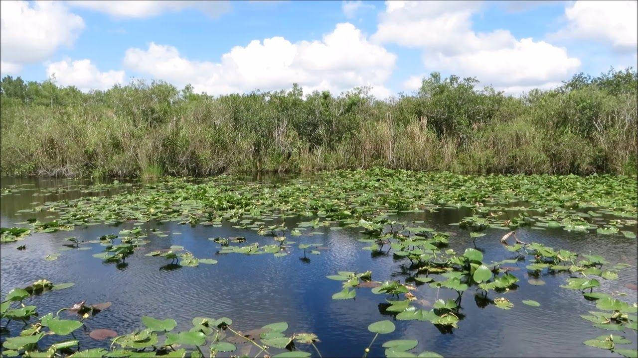 Swamp Everglades National Park