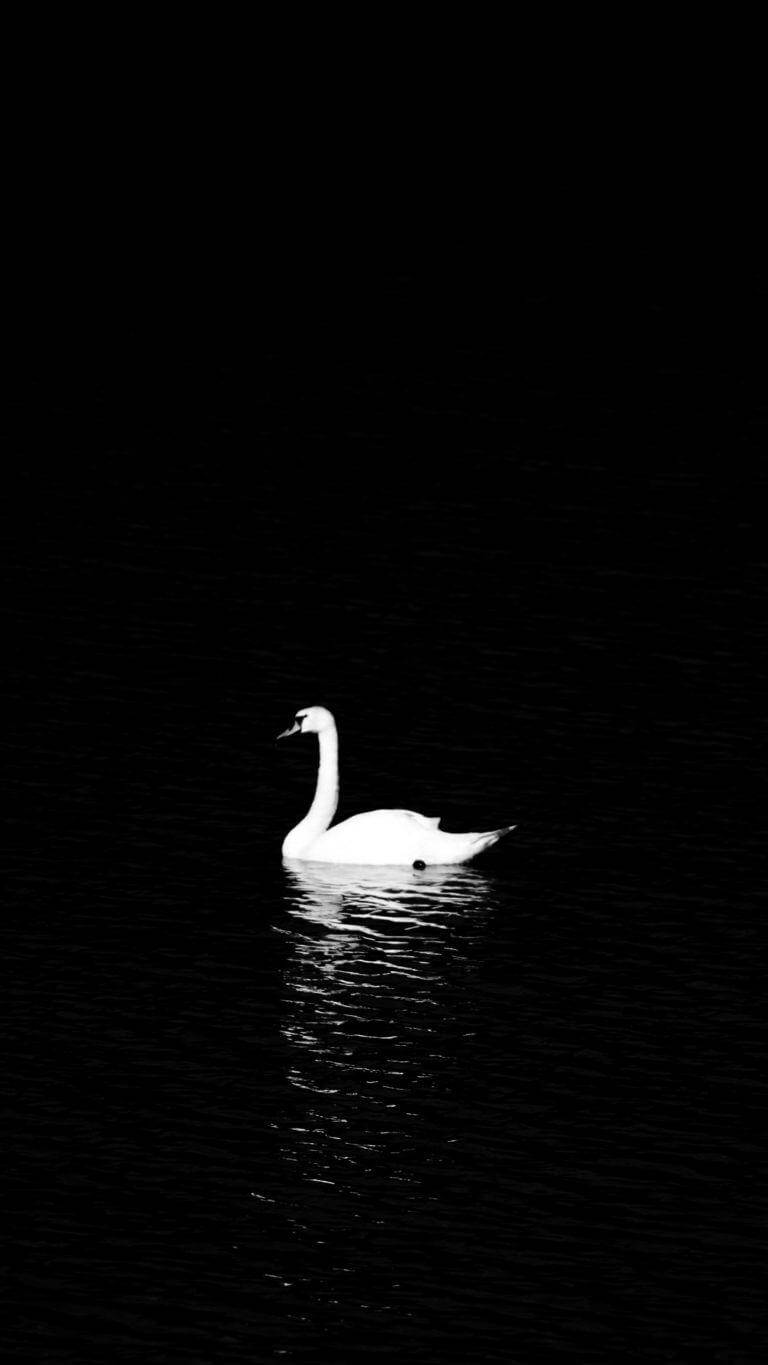 Swan Black Lover Phone Background Background