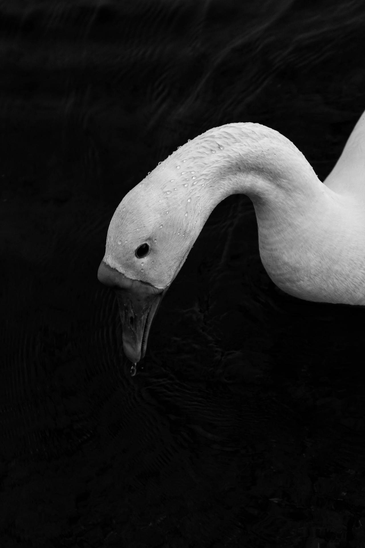 Swan Black Phone