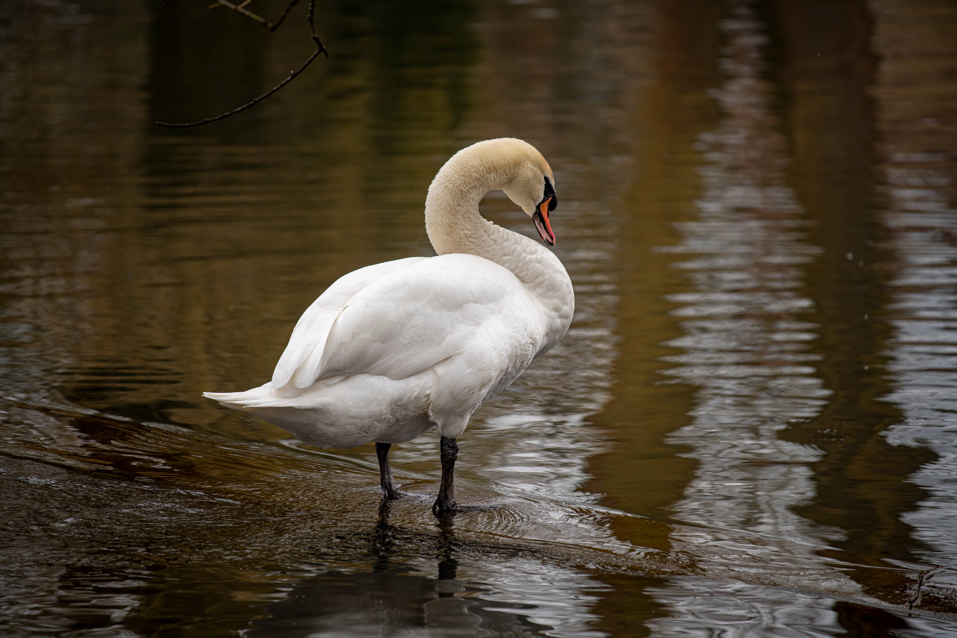 Swan In The Lake Beautiful Birds Background