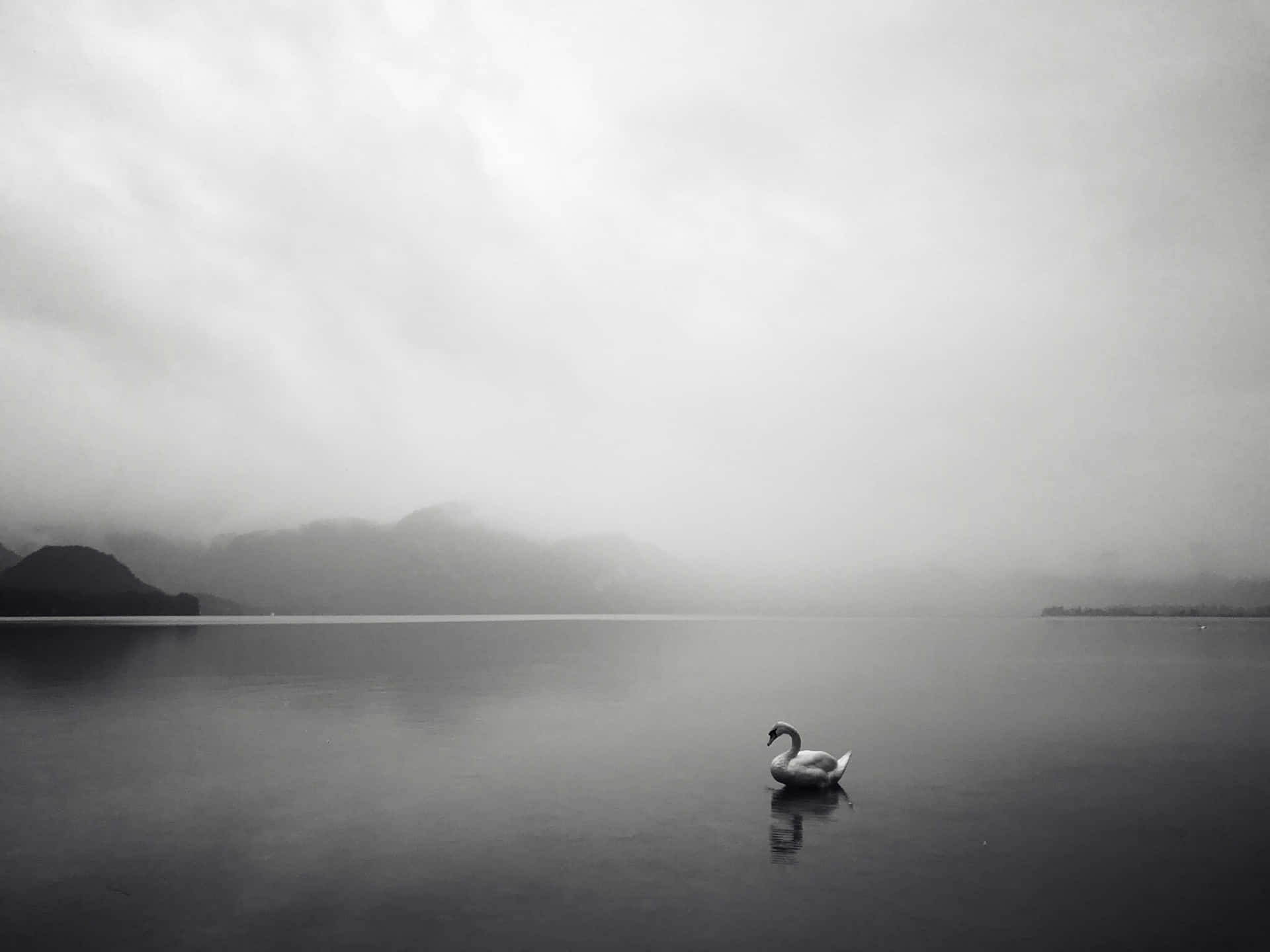 Swan In The Still Water Background