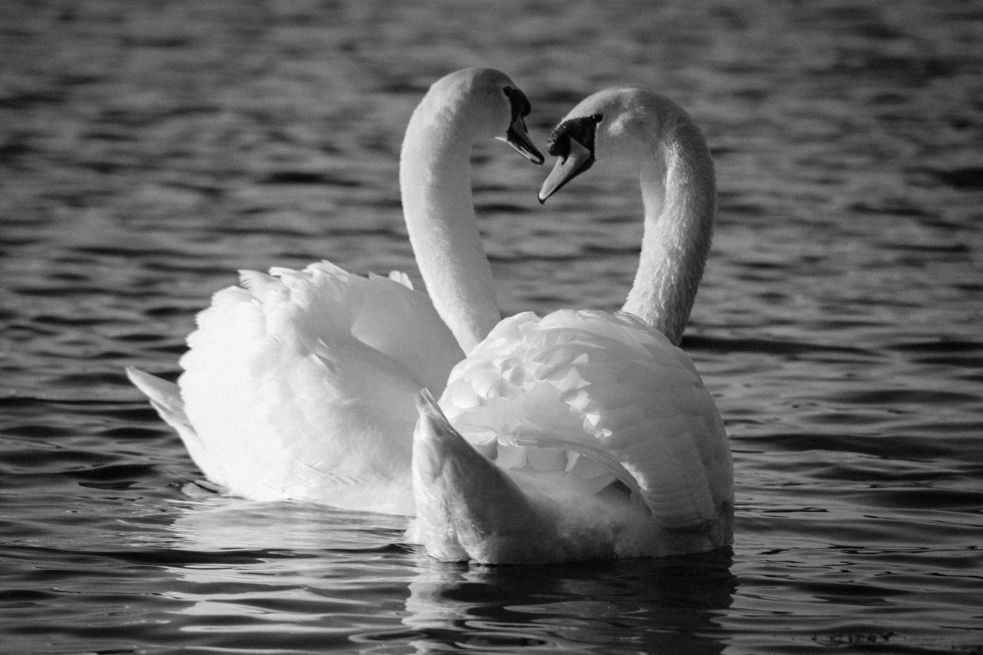 Swan Love Birds Black And White Background