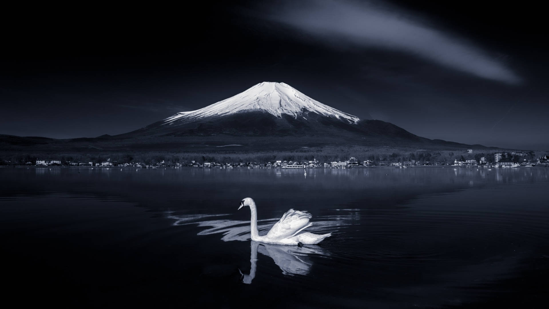 Swan On Lake Japanese Nature