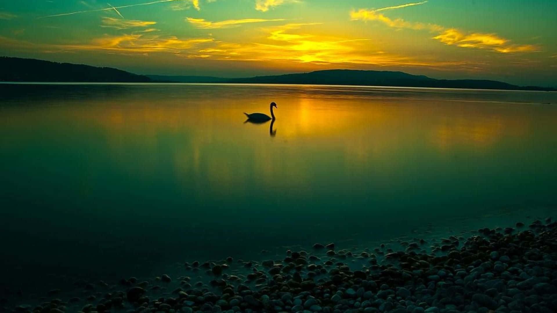 Swan On Lake Natural Background Background