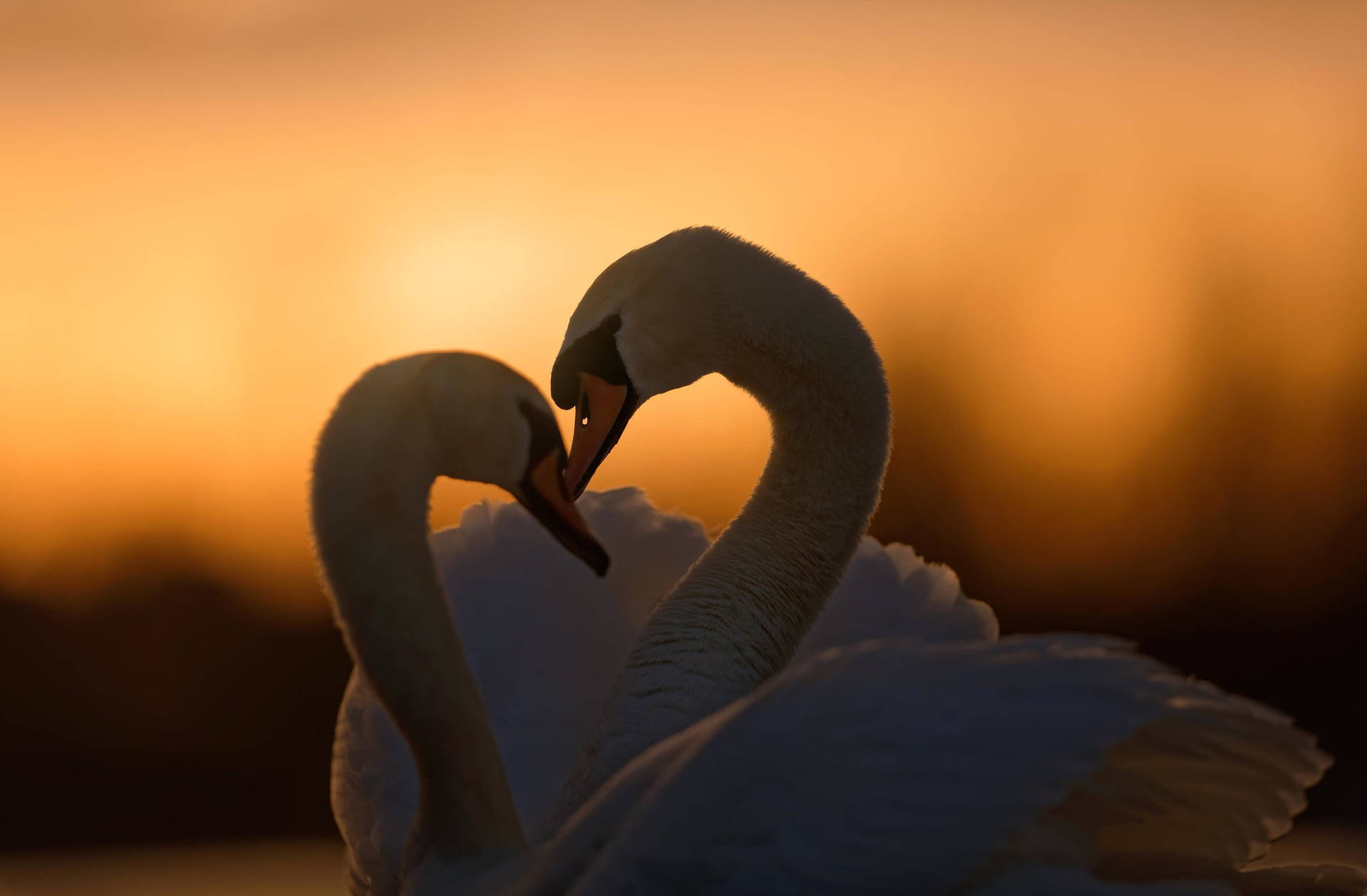 Swan Sunset Love Birds