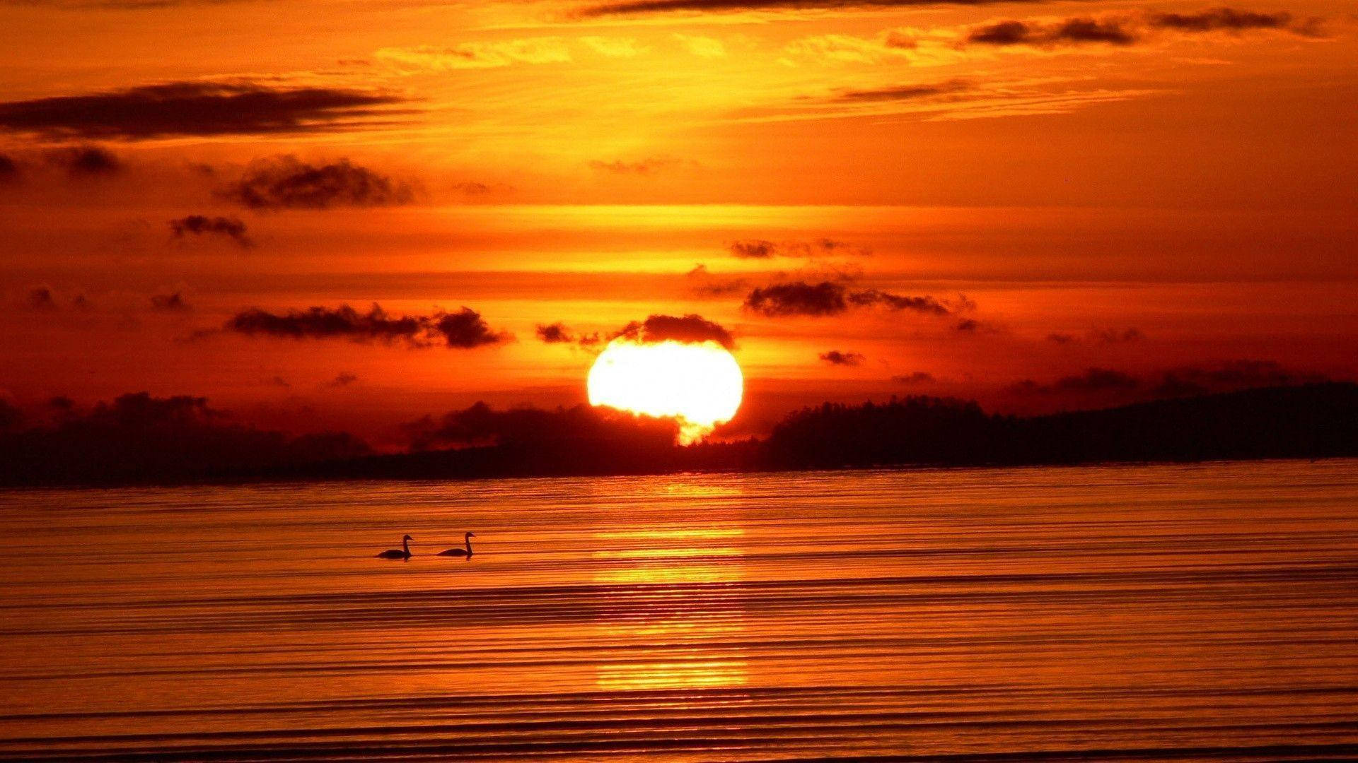 Swans On Beach During Sunset