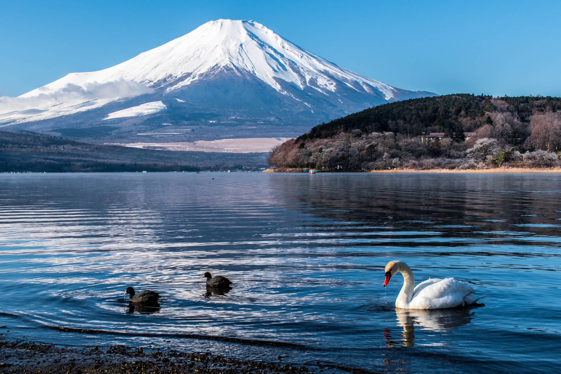 Swans On Lake And Mount Fuji Background