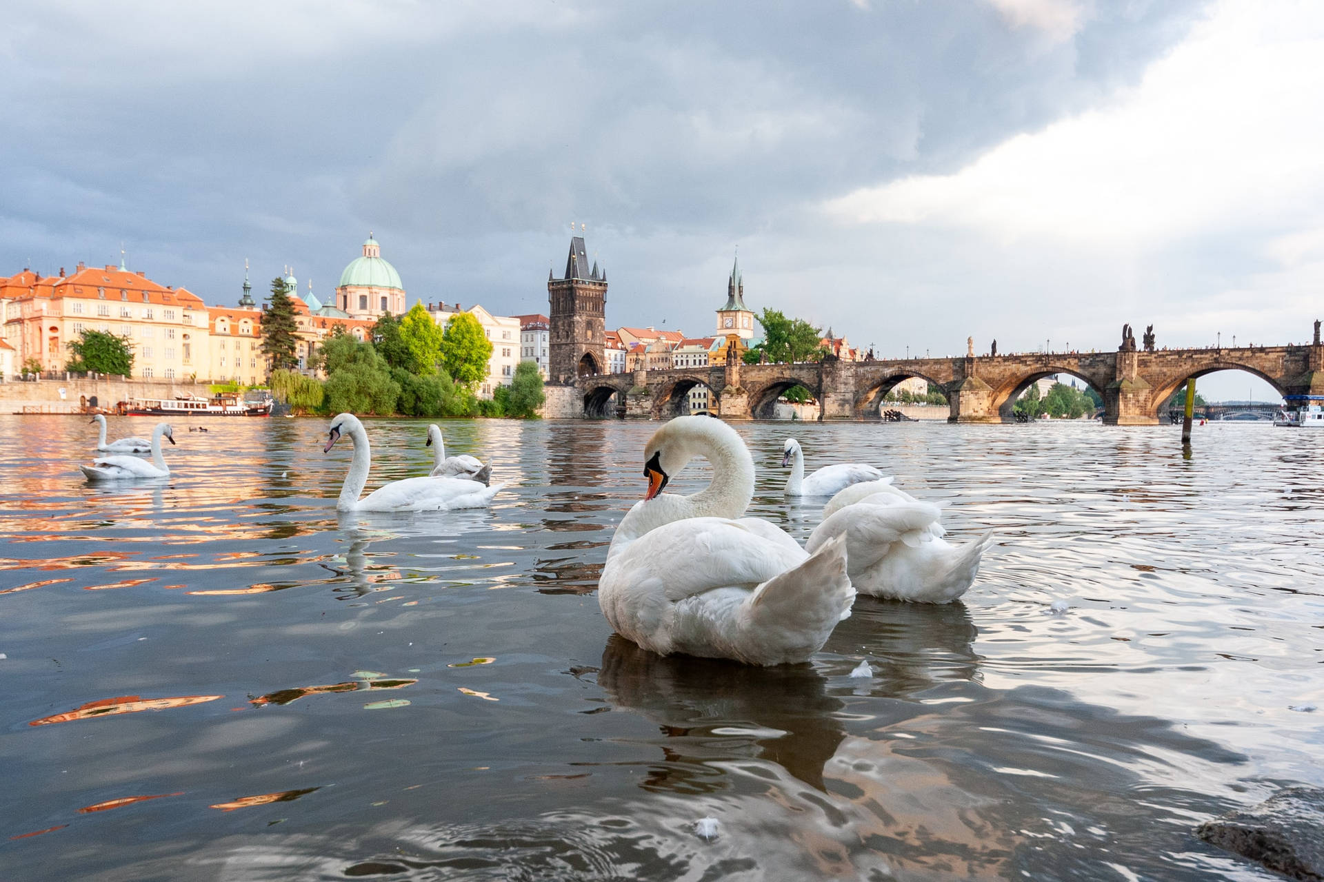 Swans On Vltava Czech Republic Background