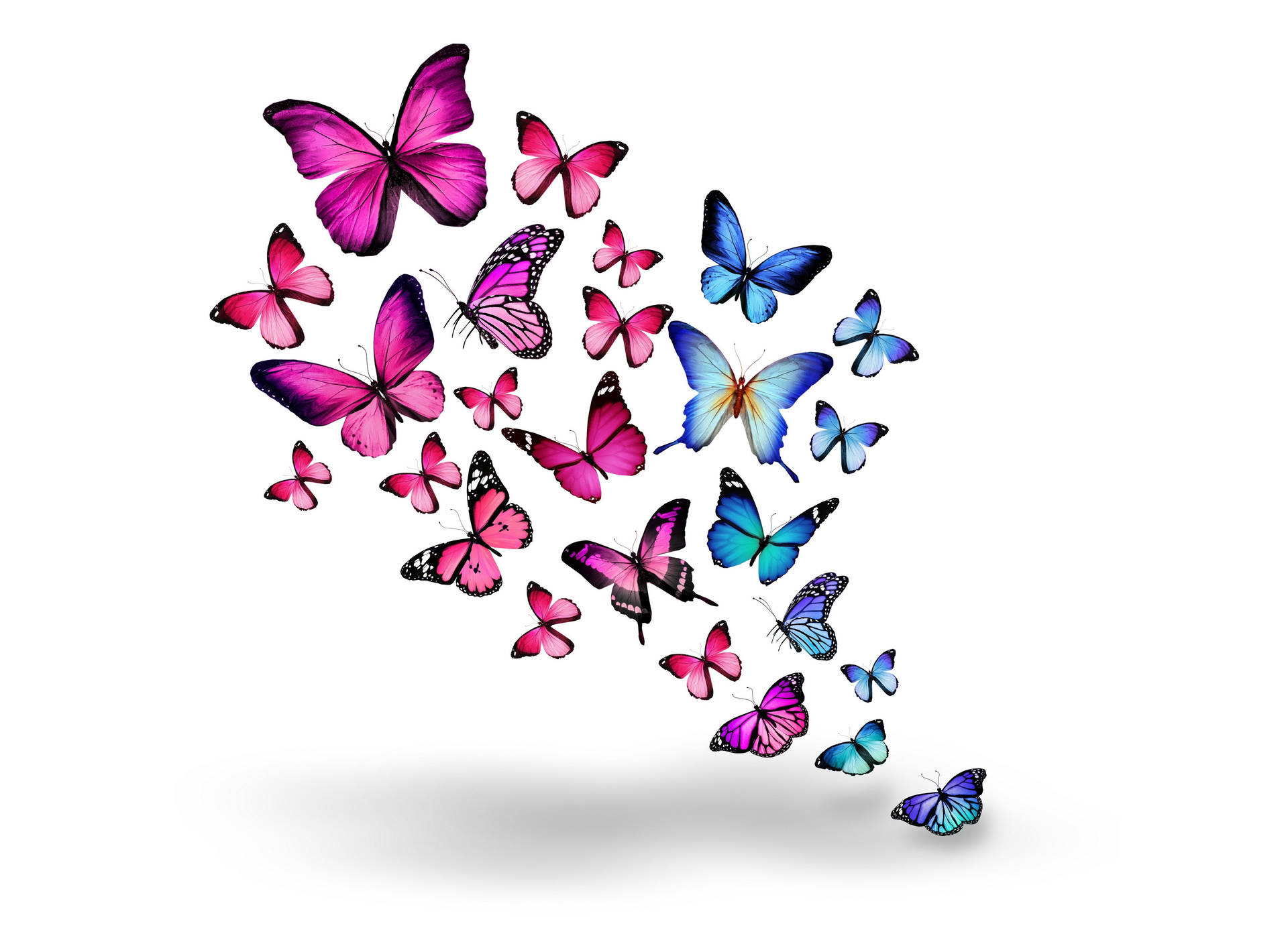 Swarm Of Pink And Blue Butterflies Background