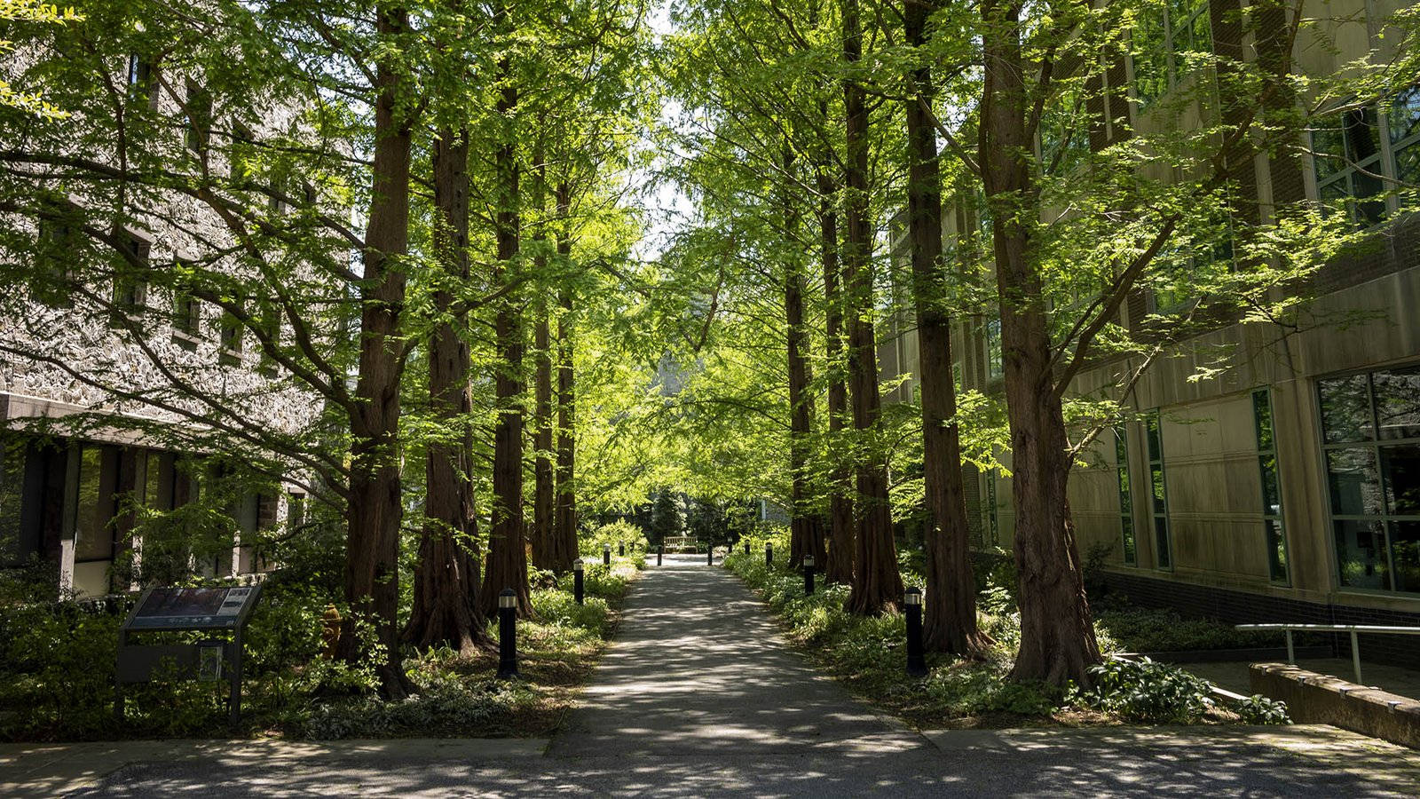 Swarthmore College Building Park Background