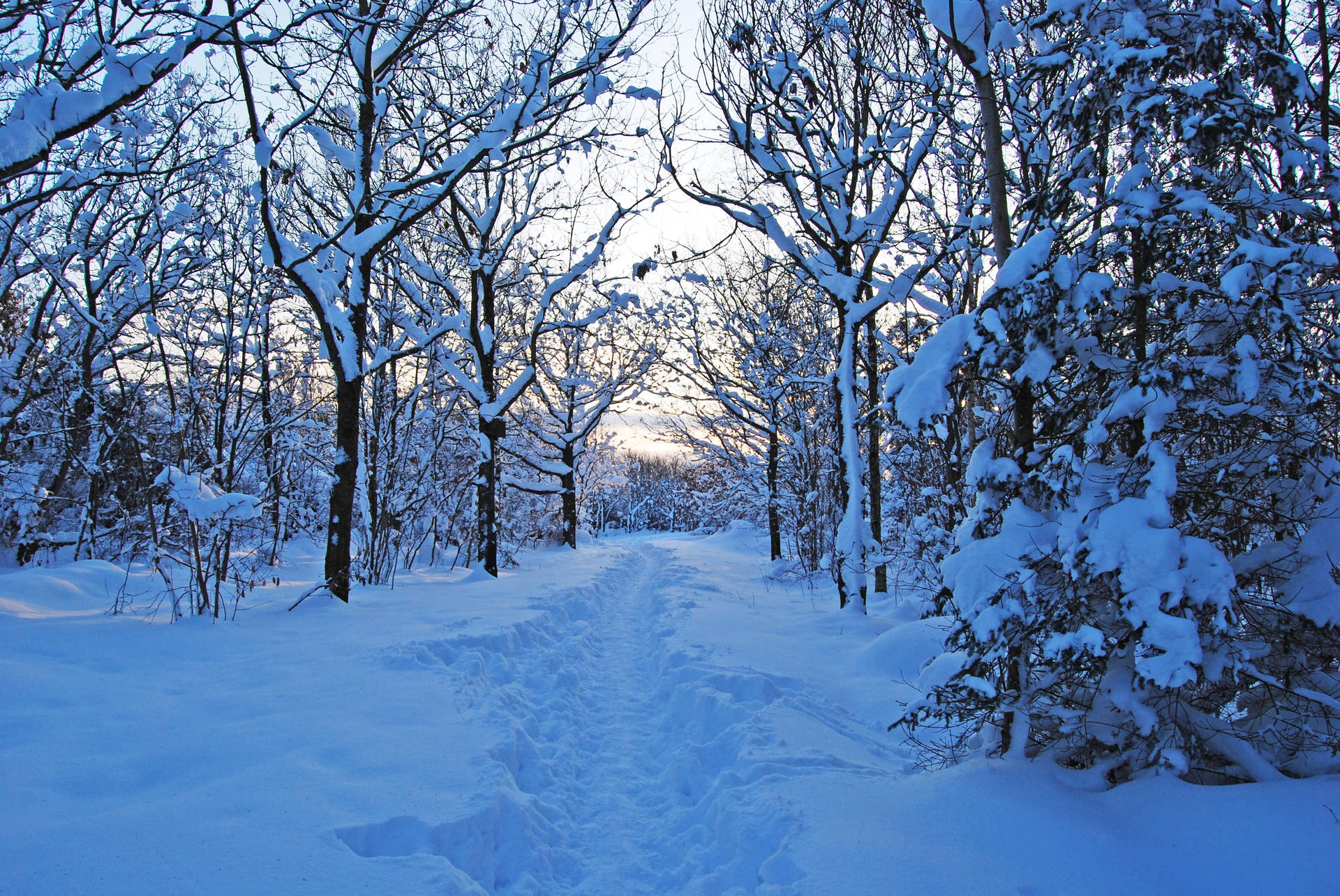 Sweden Winter Forest Background