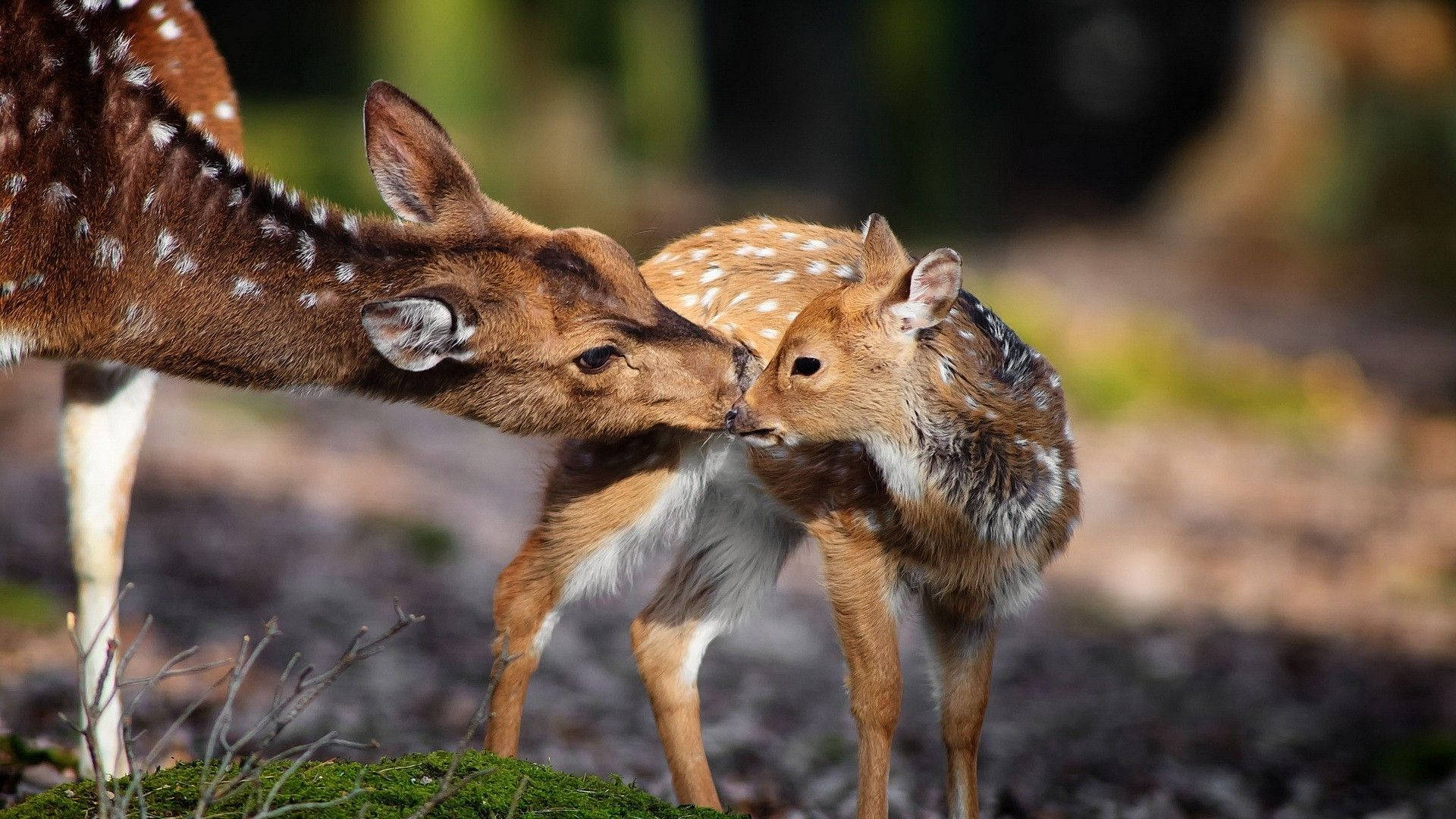 Sweet Baby Deer Animal Background