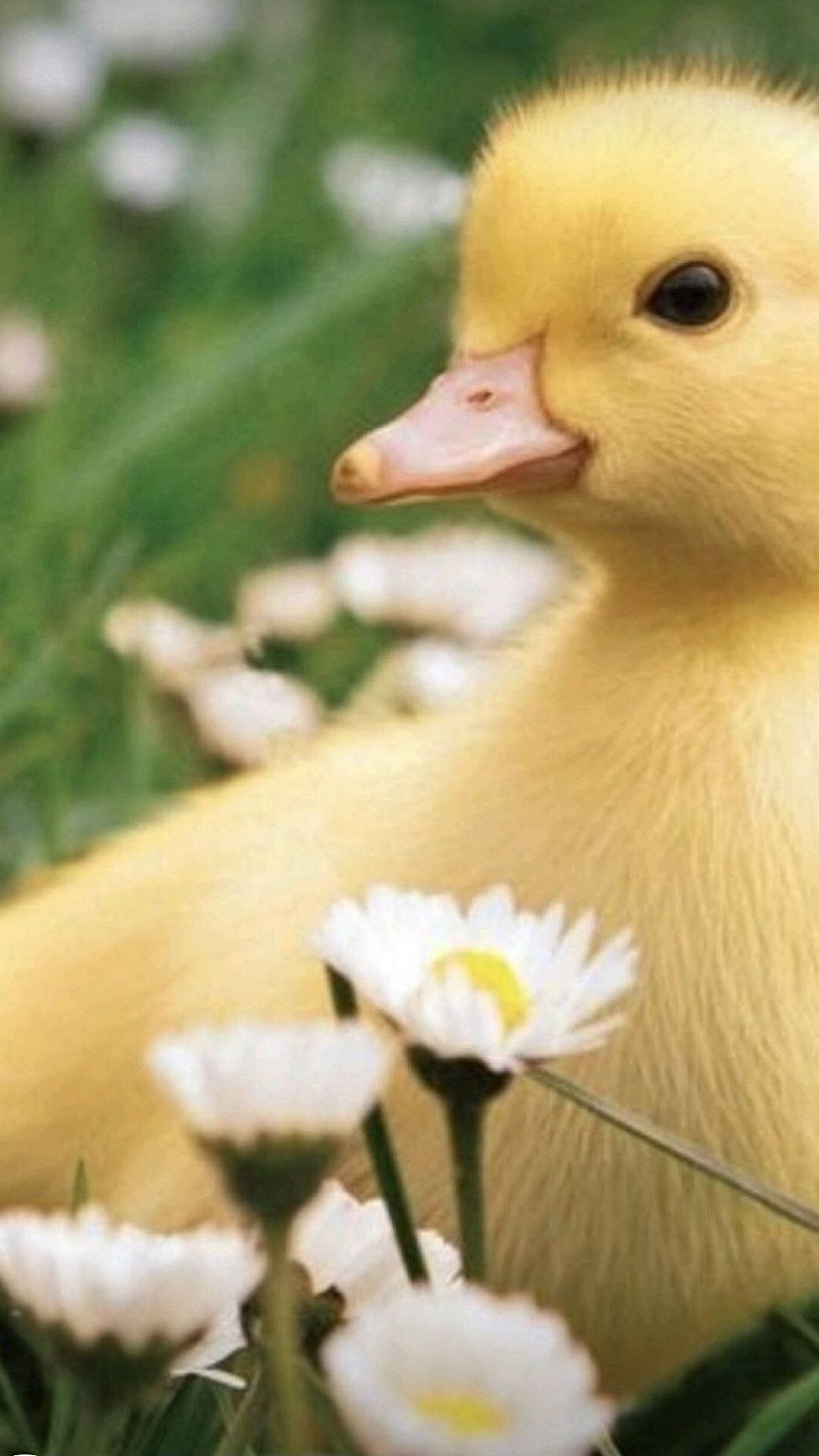 Sweet Baby Duck Background