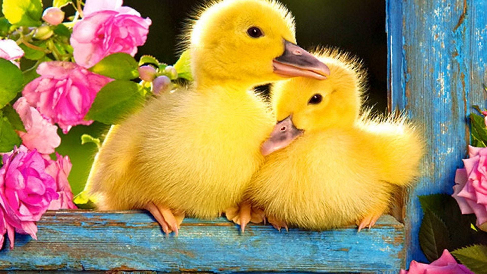 Sweet Baby Ducks Background