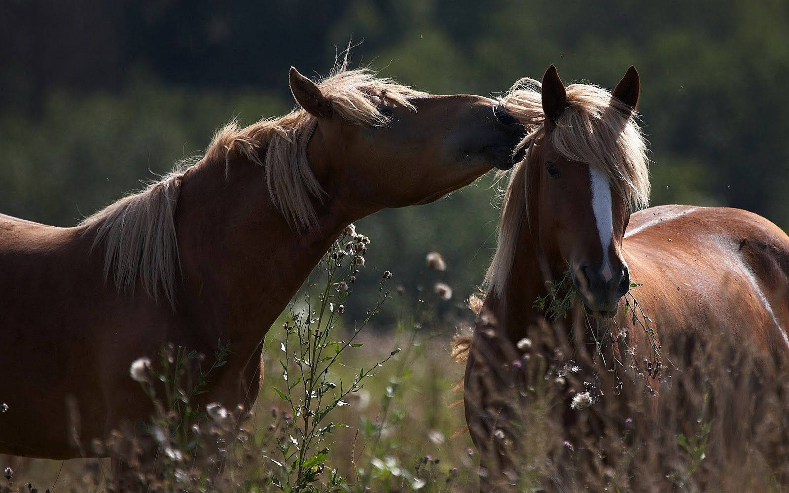 Sweet Beautiful Horses In The Meadow Background