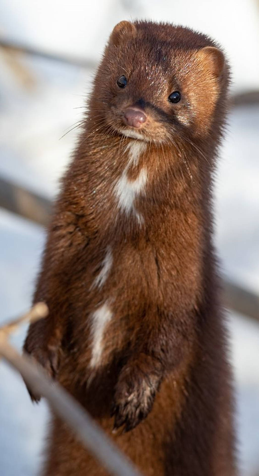 Sweet Brown Mink Background