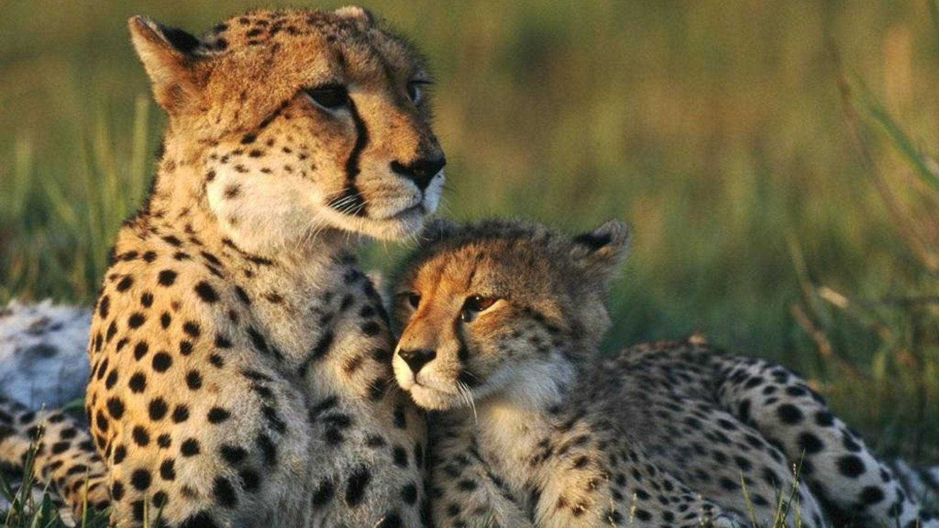 Sweet Cheetahs Moment Background