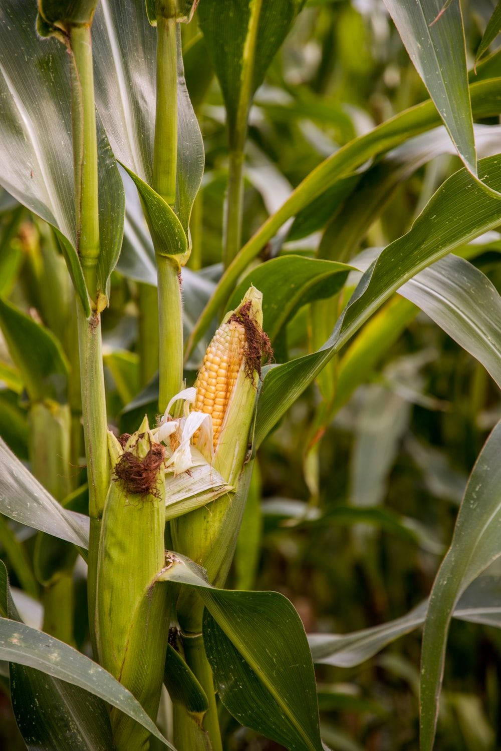 Sweet Corn Plant Background