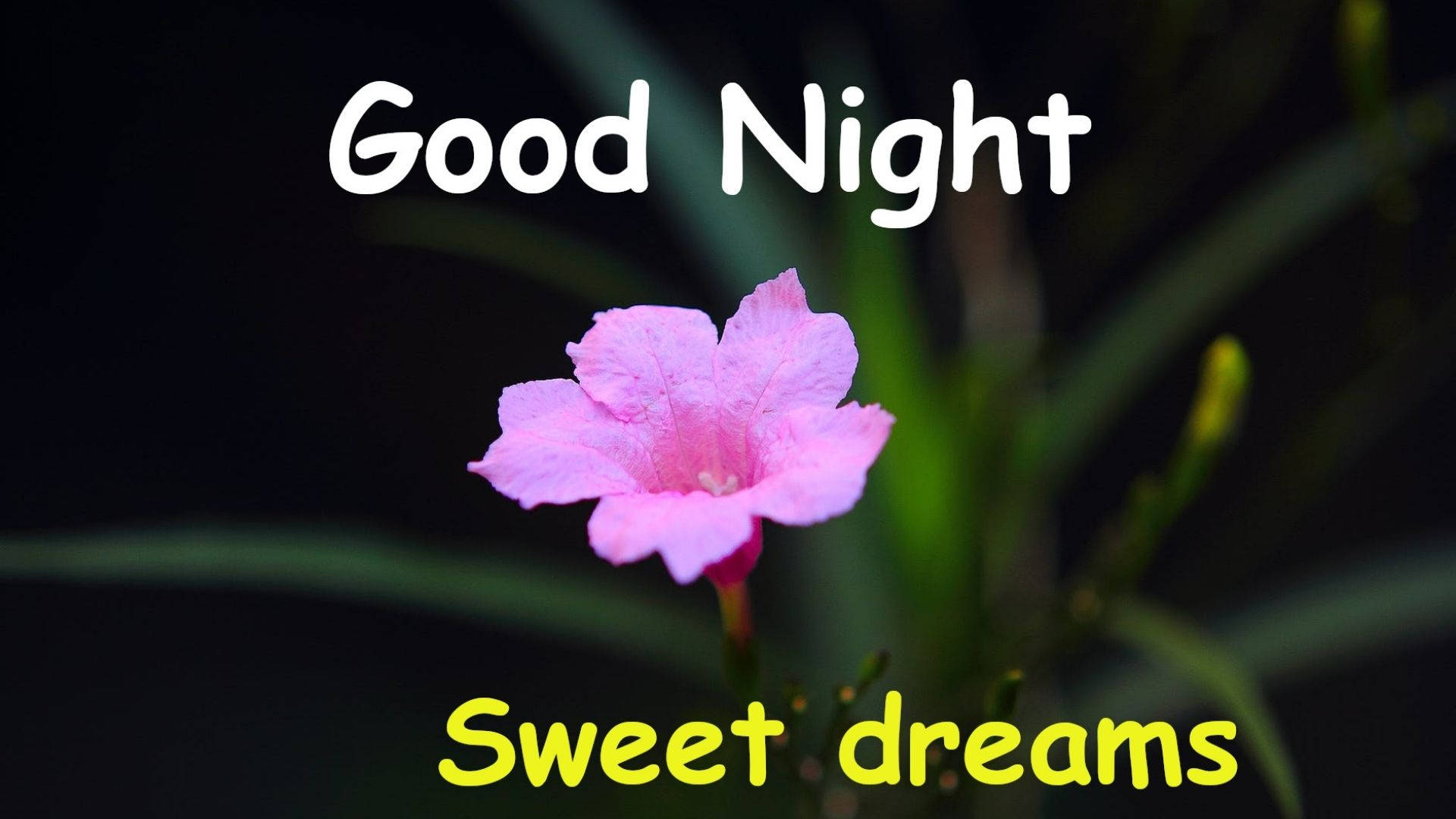 Sweet Dreams And A Flower Background