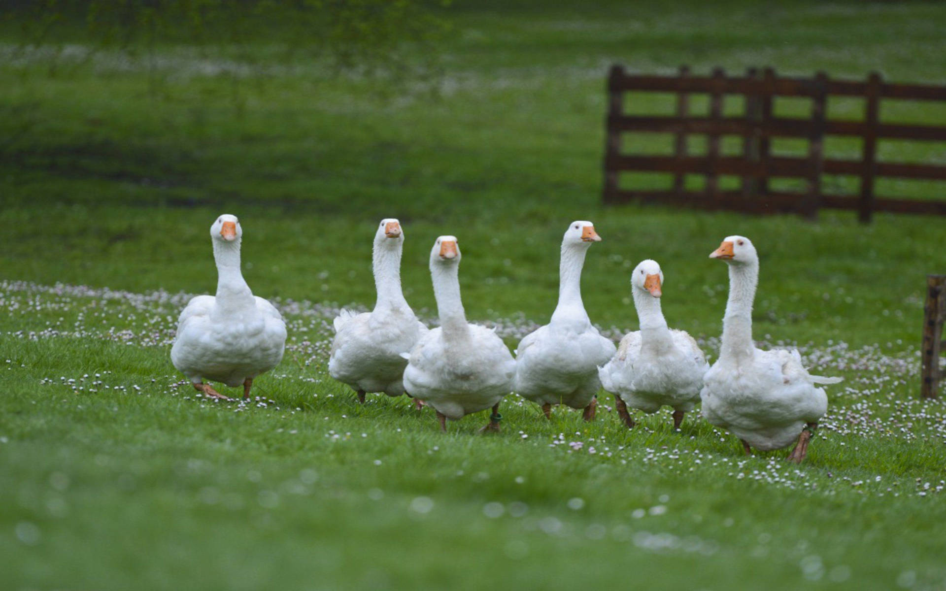 Sweet Flock Of Geese Background