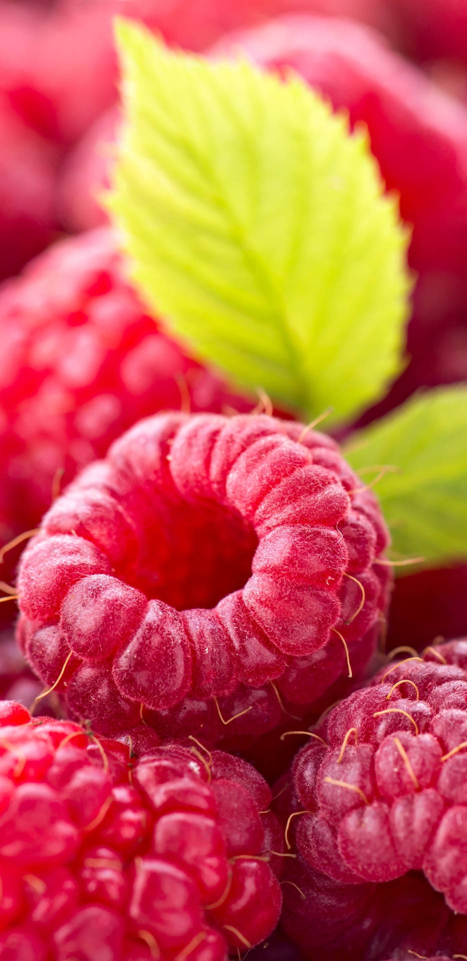 Sweet Fruit Raspberries