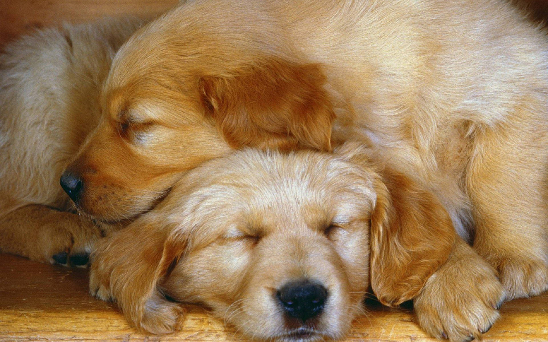 Sweet Golden Retriever Puppies Background
