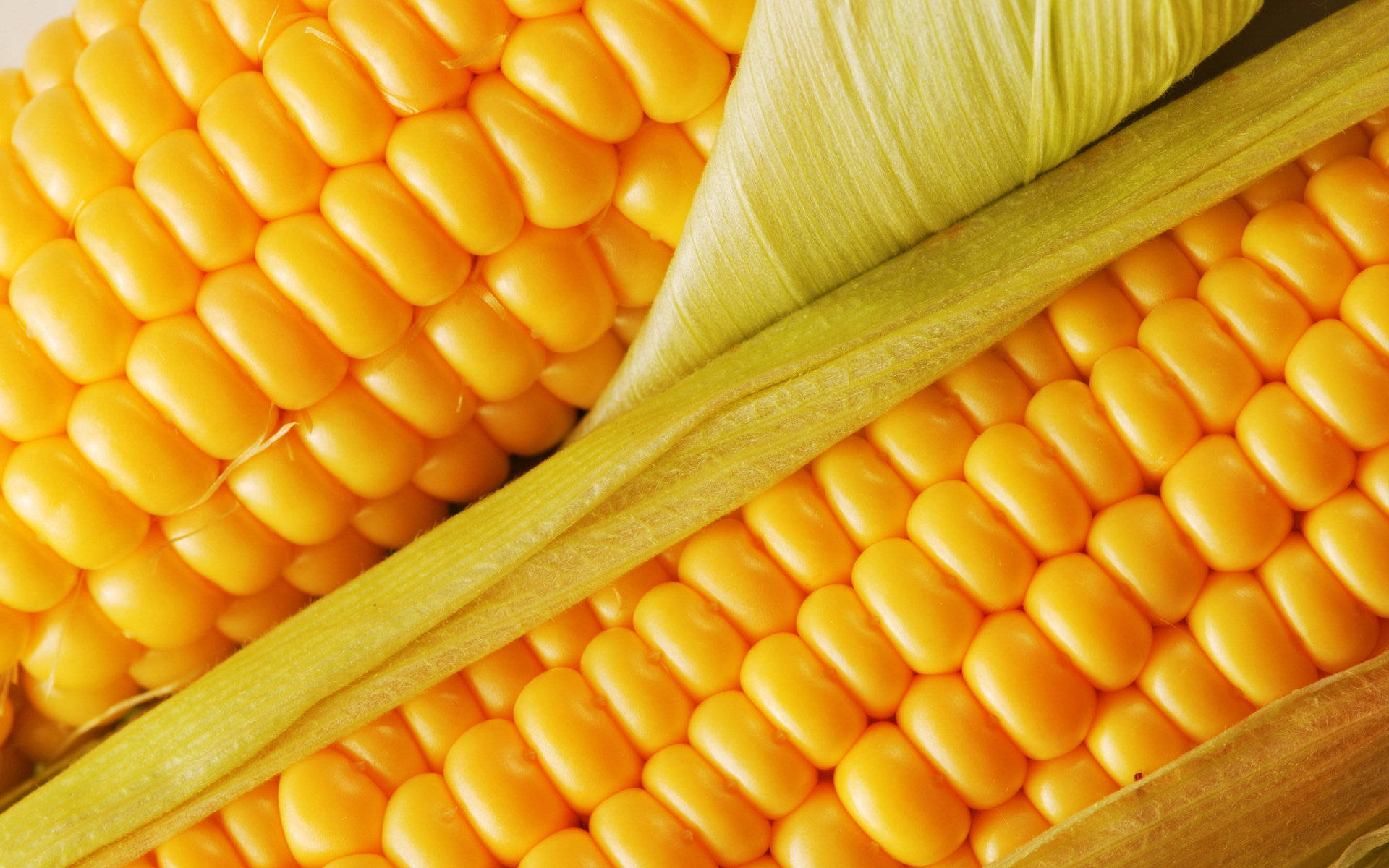 Sweet Kernel Corns Background