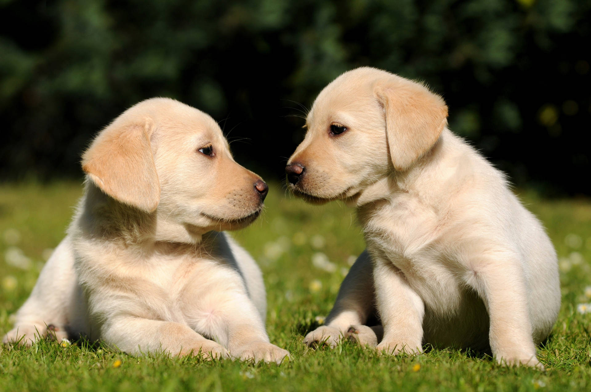 Sweet Labrador Puppies Background