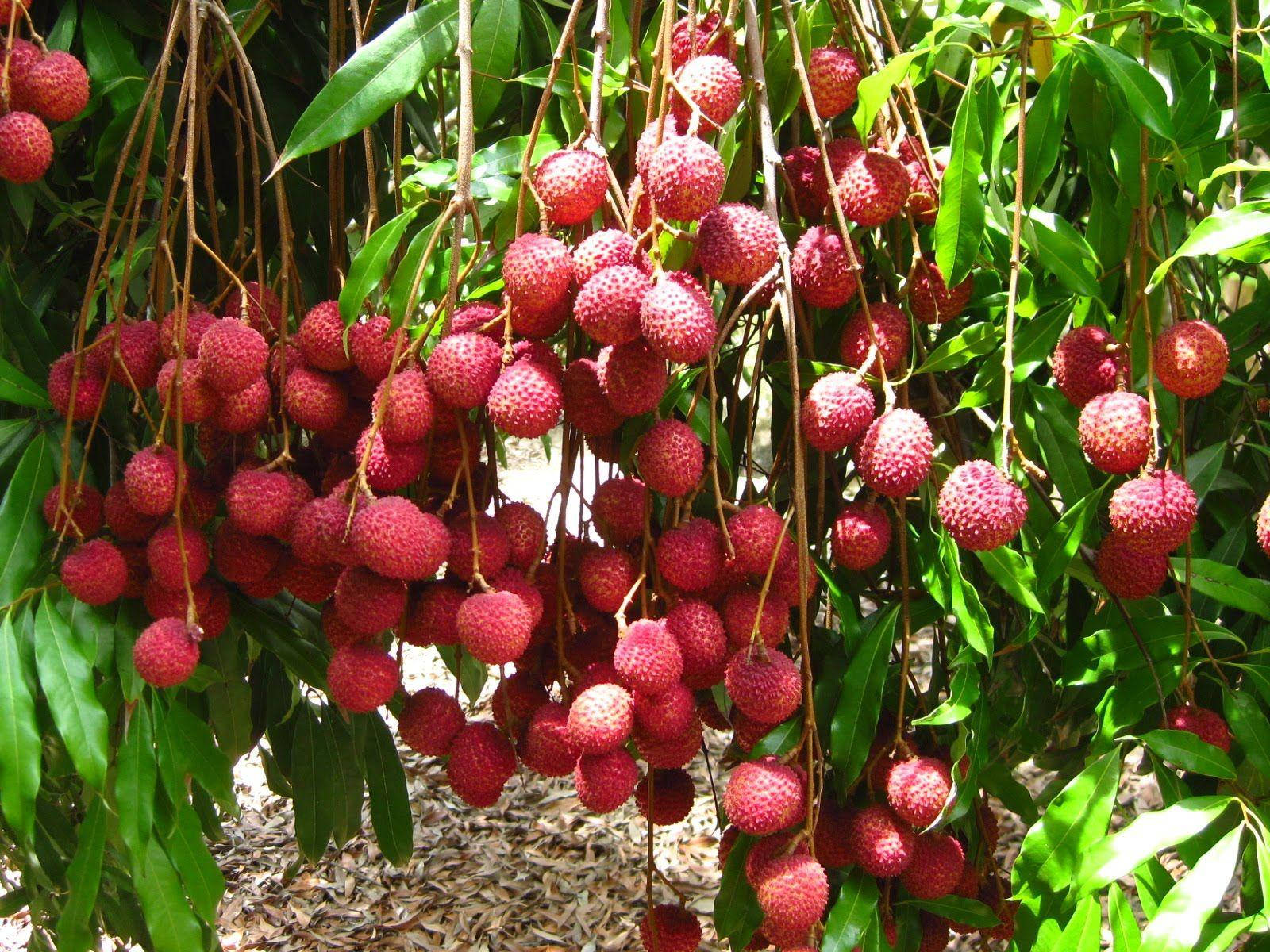 Sweet Lychee Fruits Hanging From Tree Background