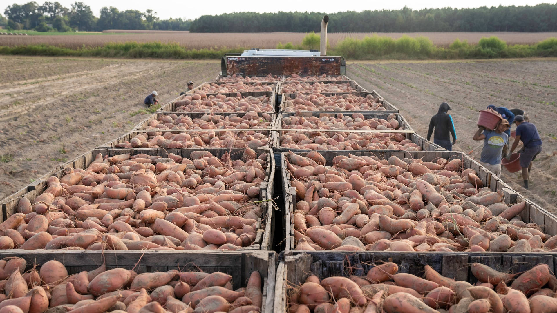 Sweet Potato Harvesting Background