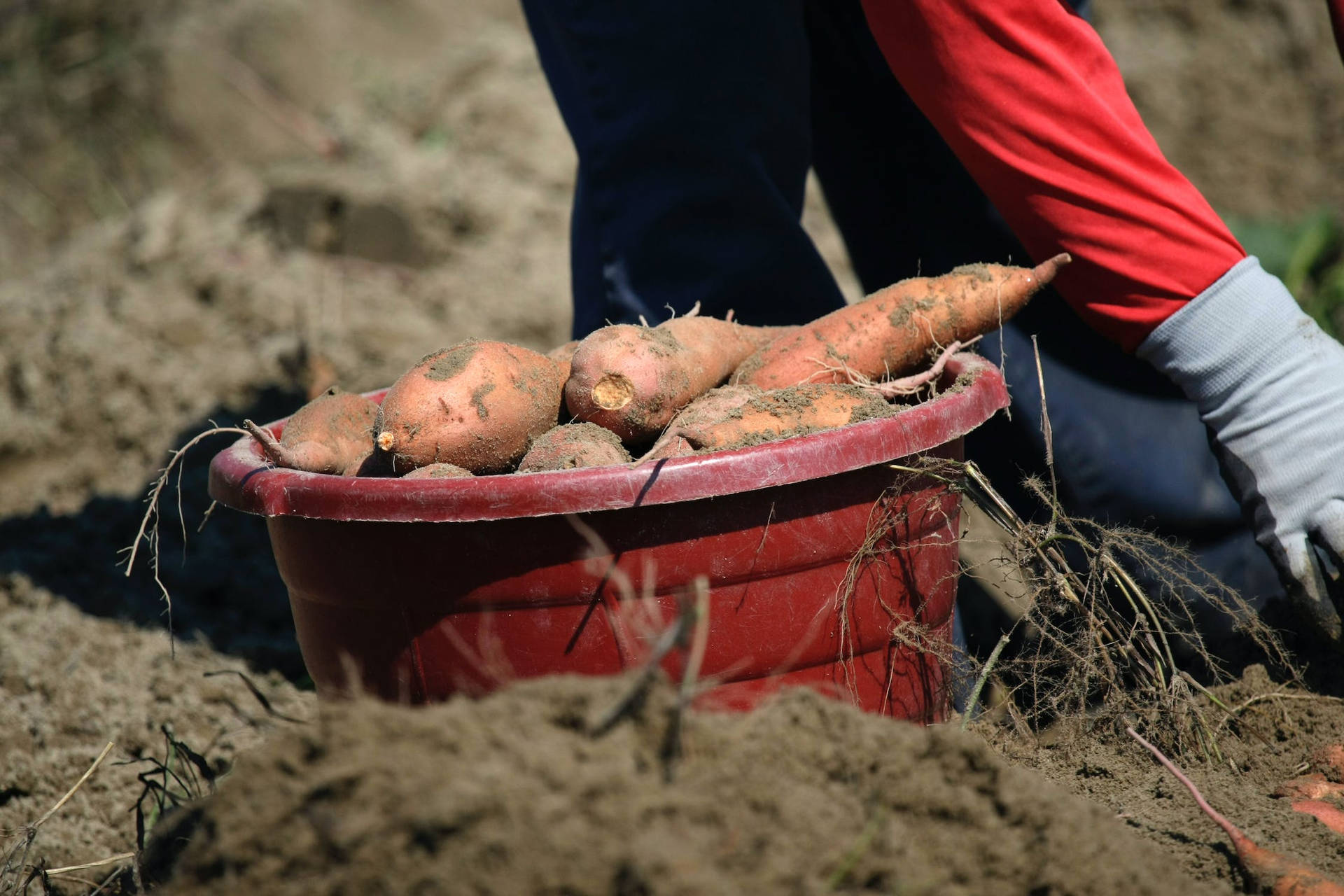 Sweet Potato In A Red Bucket