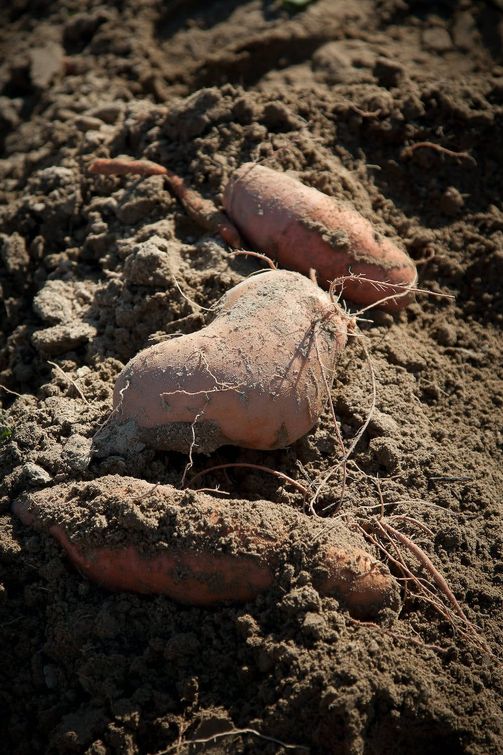 Sweet Potato On Brown Soil Background